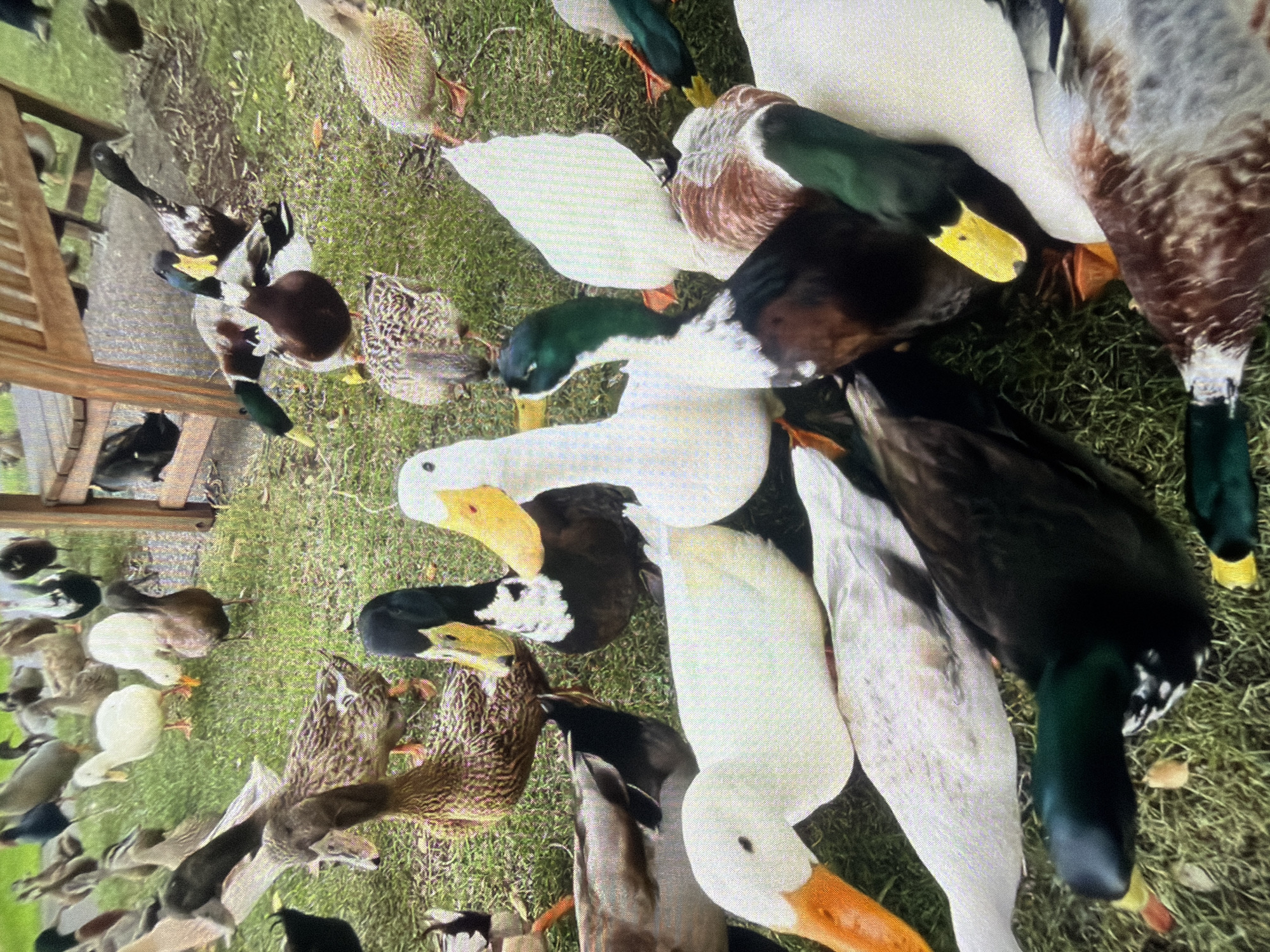 The image depicts a flock of domestic ducks gathered on a grassy area. The ducks exhibit a variety of plumage colors, including white, brown, black, and mottled patterns. Some ducks have orange beaks and legs, while others have dark beaks and legs. The environment appears to be outdoors, with green grass covering the ground and hints of a wooden structure in the background, possibly a bench or fence. The ducks are in close proximity to each other, suggesting a communal gathering or feeding. There are no people visible in the image. The scene is densely populated with ducks, with many of them facing towards the viewer or interacting with each other. The overall impression is of a lively and somewhat chaotic scene of ducks in their natural or semi-natural habitat. This scene does not provide any information about the city of Bukuru, Nigeria.