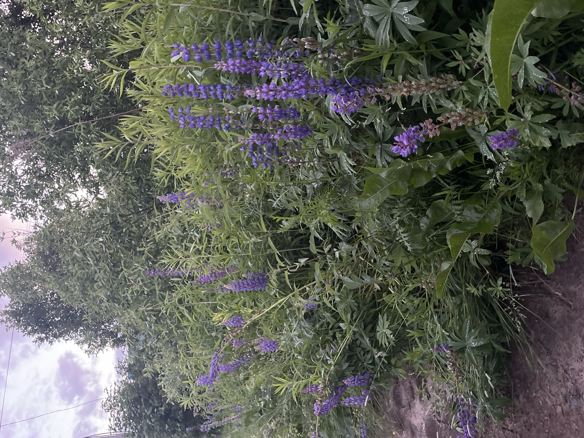 The image depicts a dense growth of purple lupine flowers and lush green foliage bordering a dirt path in Klobushnevo, Russia. The sky above is overcast with a hint of purple, suggesting it's either early morning or late evening. The lupine flowers are predominantly in bloom, with tall, conical clusters of purple blossoms. The surrounding vegetation is thick and varied, with some leaves appearing to be wet, possibly from recent rain. The dirt path is visible on the left side of the frame, showing a rough, uneven surface. No people or animals are present in the scene. The overall impression is one of a natural, slightly wild landscape.