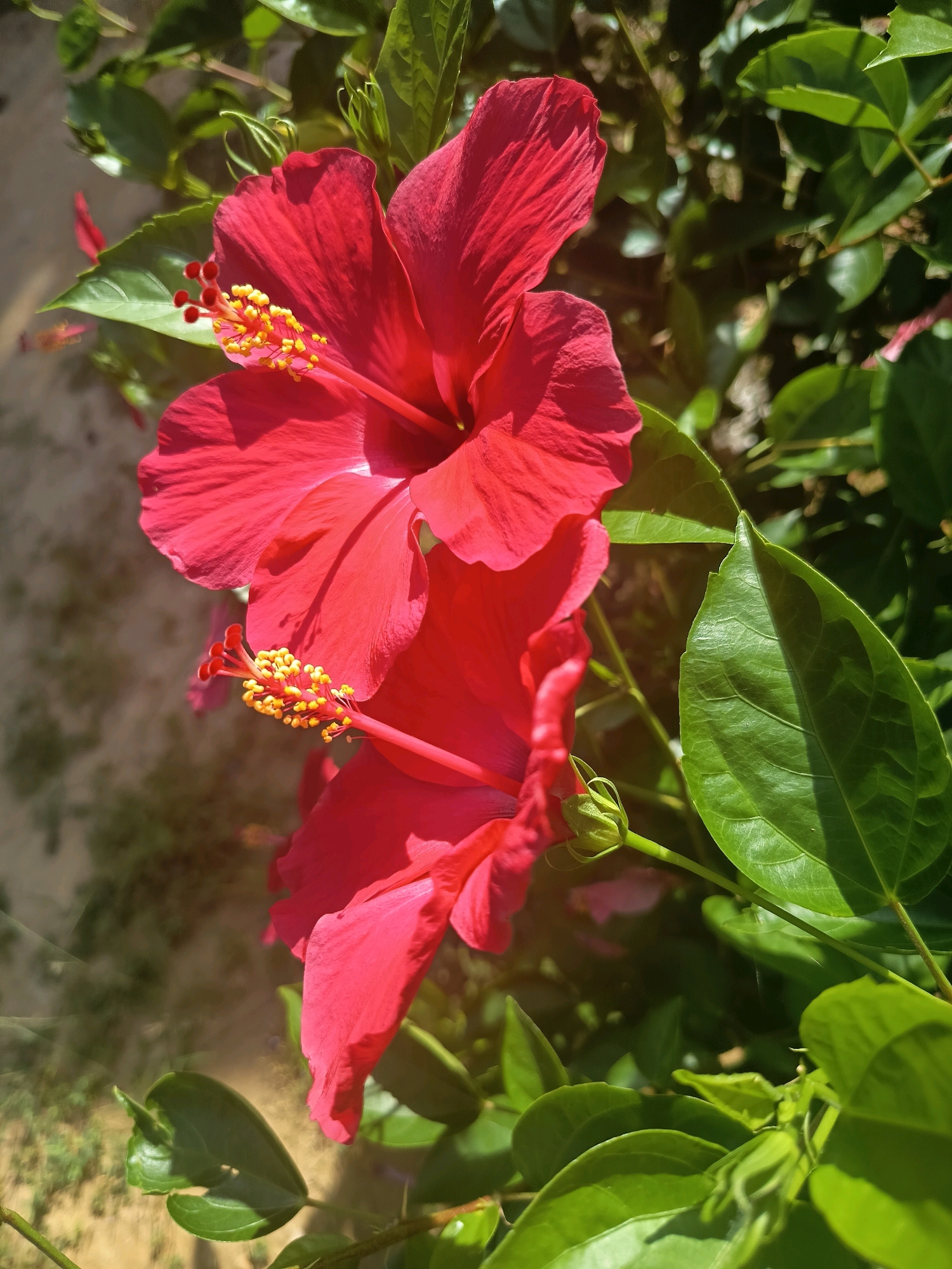 Two vibrant red hibiscus flowers are the main subjects of this photograph. The flower in the foreground, slightly out of focus, is positioned towards the bottom right of the frame, displaying its large, ruffled petals. A partially visible bud is located below it.
Above and slightly to the left of the foreground flower is a second hibiscus flower, which is in sharper focus. Its five prominent petals are spread open, revealing a central stamen with bright yellow anthers. The stamen extends outwards from the center of the flower, with a few small red stigmas visible at its tip.
The flowers are surrounded by lush green foliage. The leaves are varied in shape and size, with some showing clear veins and others slightly blurred due to the shallow depth of field. Sunlight filters through the leaves, creating bright highlights and soft shadows, suggesting an outdoor setting. The background is blurred and appears to be a mix of light brown soil and more green vegetation, indicating a garden or natural environment. There are no people or animals visible in the image. The image appears to have been taken on a sunny day, likely in a tropical or subtropical climate, consistent with locations like Aluekumba, Indonesia, where hibiscus flowers are common.