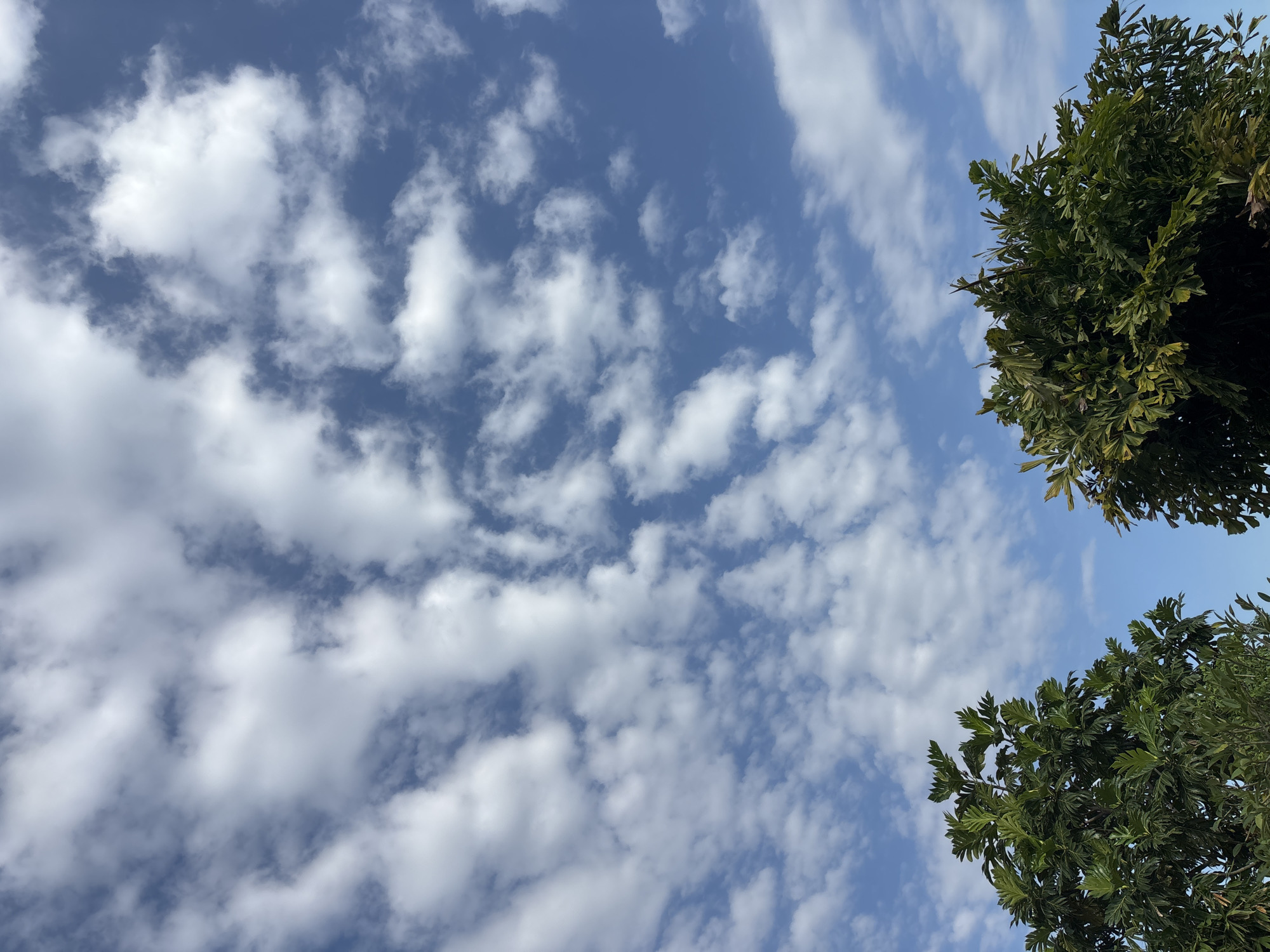 The image shows a view of the sky with thin, white clouds spread across a blue background. In the upper right and lower right corners of the image, green foliage of trees is visible. This image was taken in Mengwi, Indonesia.