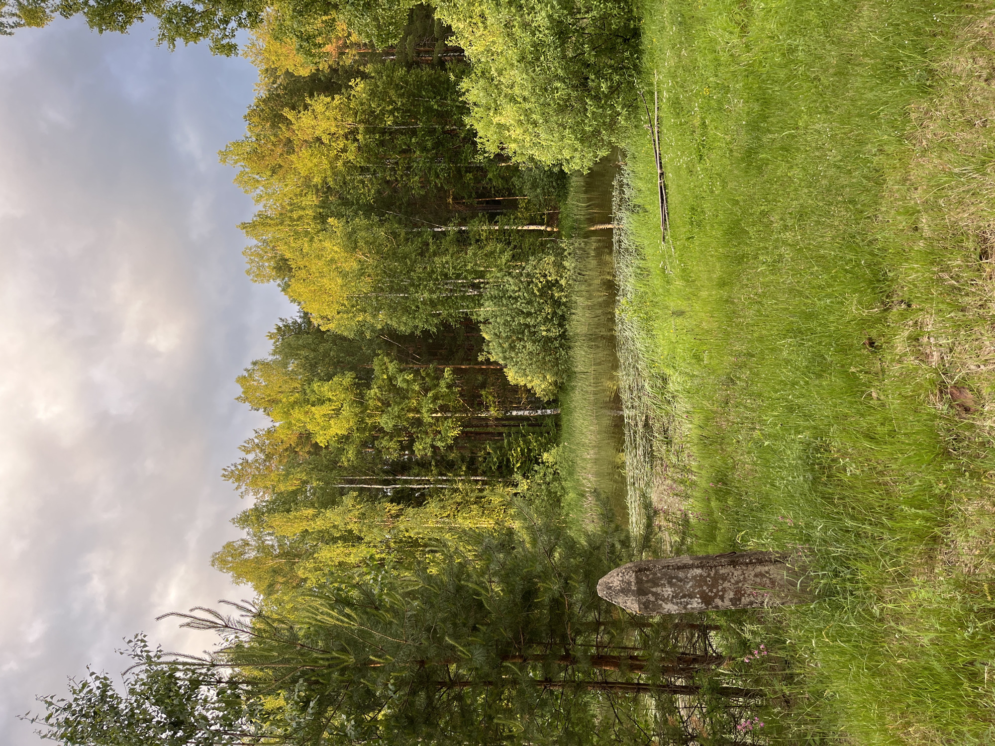 The image depicts a serene natural landscape, likely on the outskirts of Chaikovsky, Russia, near the Kama River. The scene is dominated by a lush green forest bordering a calm body of water. Tall trees, primarily birch and pine, form a dense canopy, with sunlight filtering through, illuminating the foliage in warm, golden hues. The water's surface is partially covered with aquatic plants, creating a reflective, tranquil setting. In the foreground, tall grass and wild flowers grow abundantly, with a weathered, stone pillar standing as a solitary object amidst the vegetation. The sky above is partly cloudy, with a mix of grey and lighter tones, suggesting a late afternoon or early evening setting. There are no people or animals visible in the image. The overall impression is one of natural beauty and peaceful seclusion.