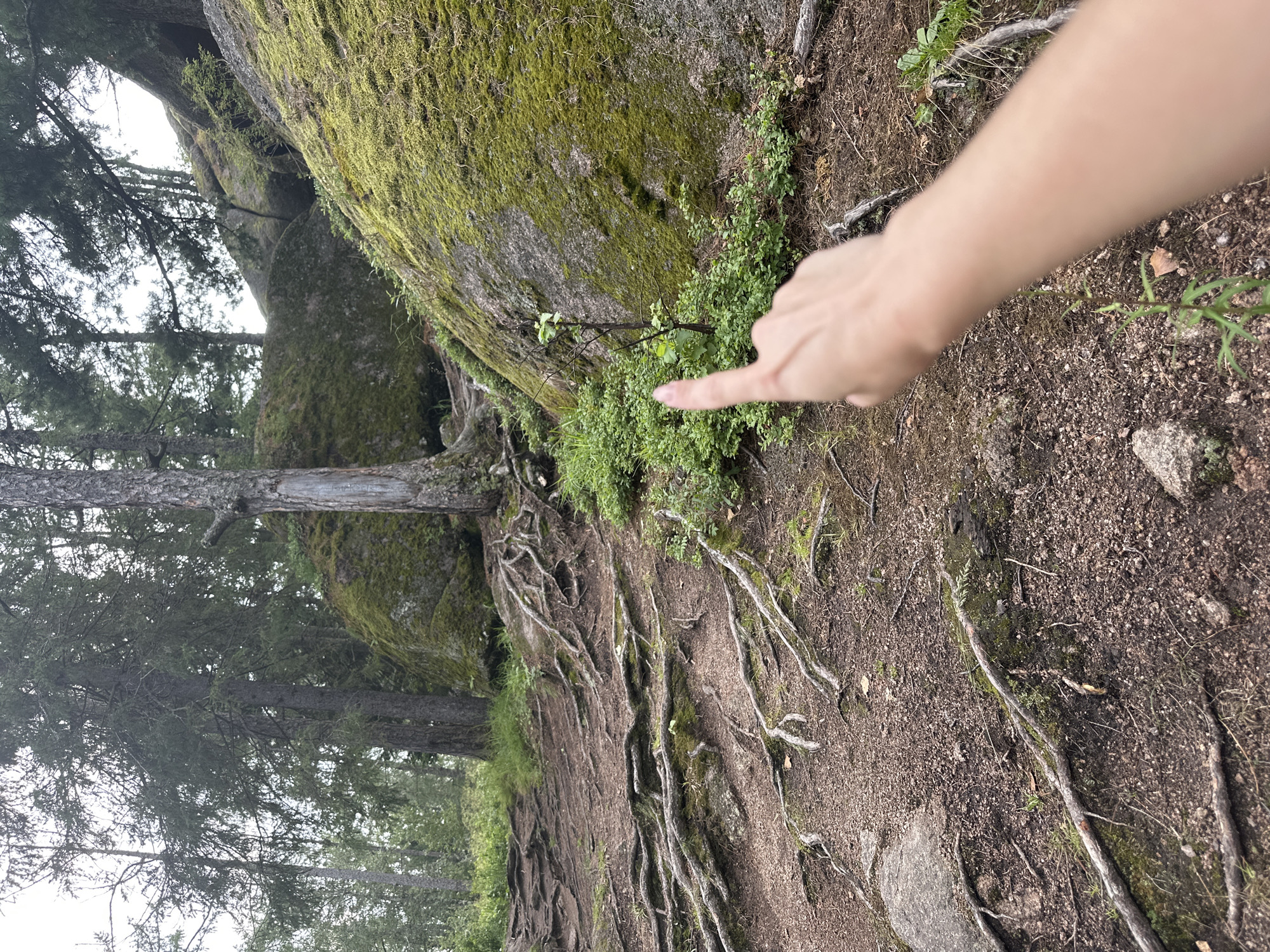 An outdoor shot shows a hand pointing towards a small sapling with a cluster of low-lying green plants in front of a large, moss-covered boulder. The ground is a mix of dirt and exposed tree roots, indicating a forest or wooded area. The background features more trees and large rocks, under an overcast sky.