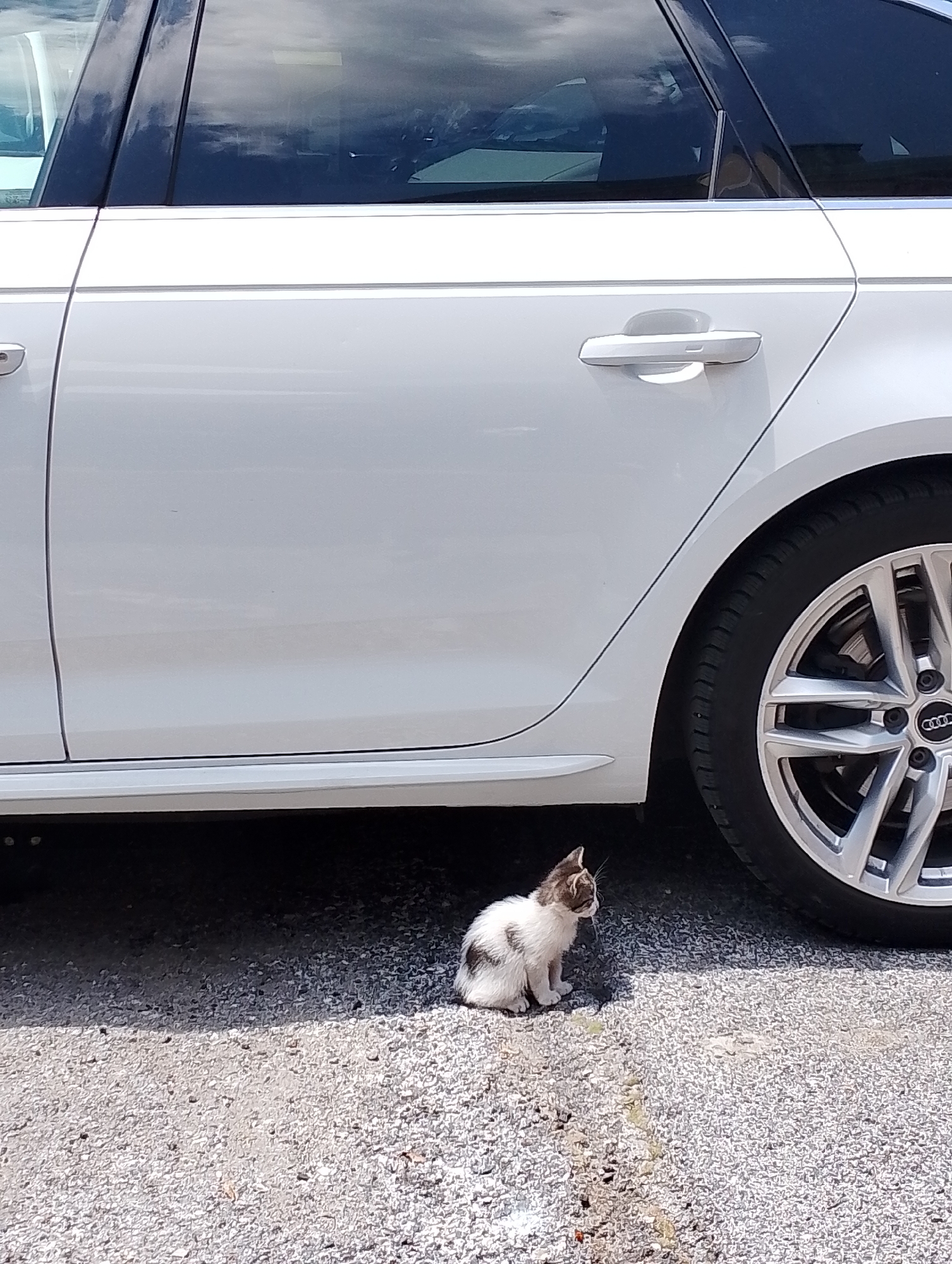 A small, white and brown calico kitten sits on a gravel surface under the shadow of a white Audi car, parked on a street in Rieti, Italy. The kitten is facing to the left, with its body partially obscured by the car's chassis and tire. The car's wheel, a silver alloy rim with the Audi logo, is visible to the right of the kitten. The ground is covered in small grey and white pebbles. The overall impression is of a quiet urban scene, possibly on a warm day, with the kitten seeking refuge from the sun.