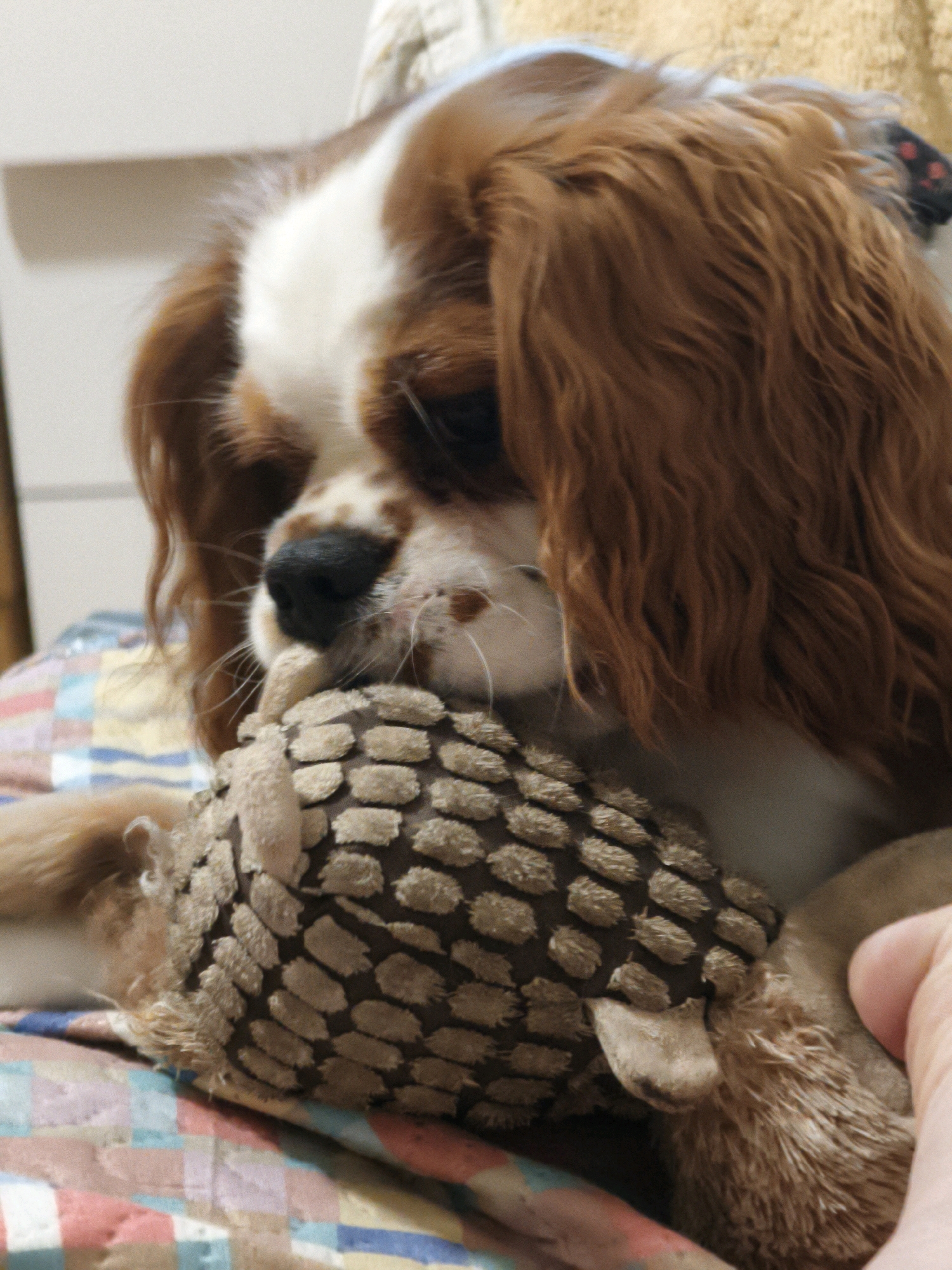 A close-up, indoor shot features a Cavalier King Charles Spaniel, likely a female given the bandana, playing with a textured stuffed toy. The dog has a tri-color coat with brown and white markings on its face and head. Its ears are long and floppy, and its eyes are dark. The dog is holding the toy, which resembles an armadillo, in its mouth. The toy is brown and has a patterned texture. The background is blurred but appears to be a domestic setting with a patterned blanket or quilt visible beneath the dog. A human hand is partially visible on the right side of the frame, gently holding the dog's body. The image does not provide any information about the location in the city of Lovech, Bulgaria.