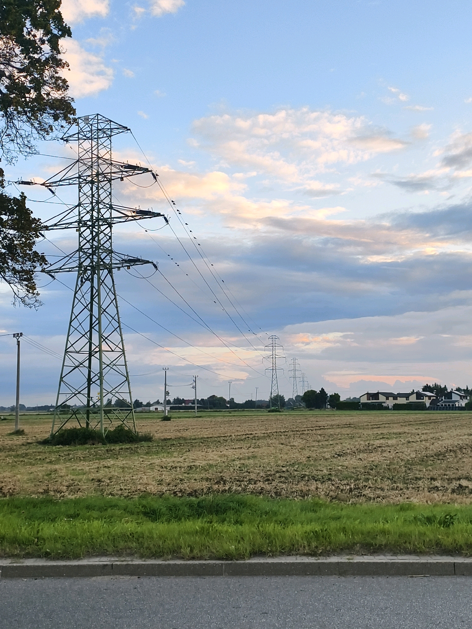 This image depicts a rural landscape near Tczew, Poland, under a sky with scattered clouds tinted by the setting sun. In the foreground, a portion of an asphalt road and a concrete curb are visible, bordered by a strip of green grass. Beyond this, a harvested field stretches towards the horizon, with stubble from crops covering the dry, brown earth.
Dominating the left side of the frame is a tall, green metal pylon, part of an electricity transmission line. Several other similar pylons are visible receding into the distance, forming a line across the landscape. Numerous small, dark shapes, likely birds, are perched on the wires of the closest pylon.
In the middle ground, a few smaller utility poles with crossbars are scattered across the field. In the far distance, a row of houses with light-colored facades and dark roofs lines the edge of a treeline. The overall scene suggests a tranquil, rural setting at dusk, with human infrastructure integrated into the natural environment.