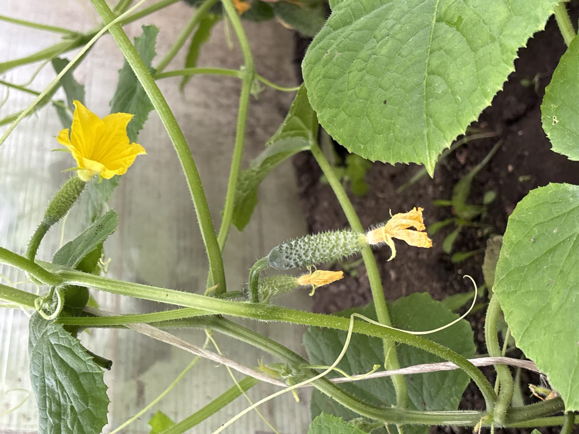 A close-up shot captures a vibrant cucumber plant with developing fruits and yellow flowers in a greenhouse or garden setting, likely in Новый Кинер, Russia. The plant's green vines are covered in fine hairs, with tendrils curling around the stems. One small, prickly cucumber is visible, attached to a stem, with a faded yellow flower nearby. Another, larger cucumber is also present, growing longer and more developed, with a flower still attached to its tip. Several large, textured green leaves dominate the background, contrasting with the dark soil. The lighting suggests it's daytime, with soft illumination indicating a possible overcast sky or the filtered light of a greenhouse. The scene is peaceful and focused on the growth and life cycle of the cucumber plant. No text is visible in the image.
