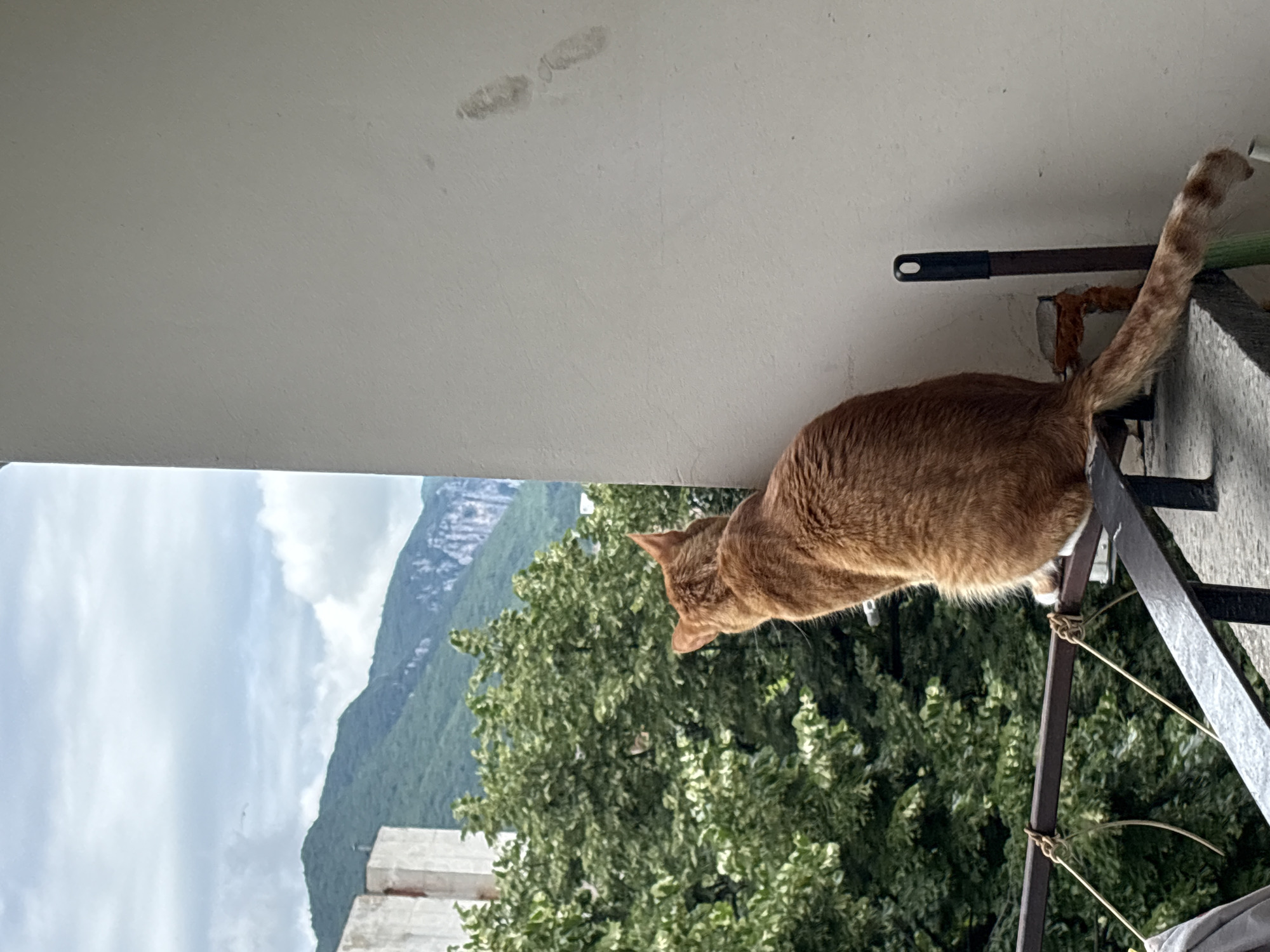 An orange tabby cat sits on a railing, looking out at a natural landscape. The cat is facing away from the camera. The railing is dark metal and appears to be part of a balcony or porch. Behind the cat, lush green trees fill the middle ground. In the background, imposing mountains rise under a cloudy sky. To the right of the cat, a portion of a light-colored wall is visible. The scene appears to be located in Vratsa, Bulgaria, judging by the characteristic mountainous terrain.