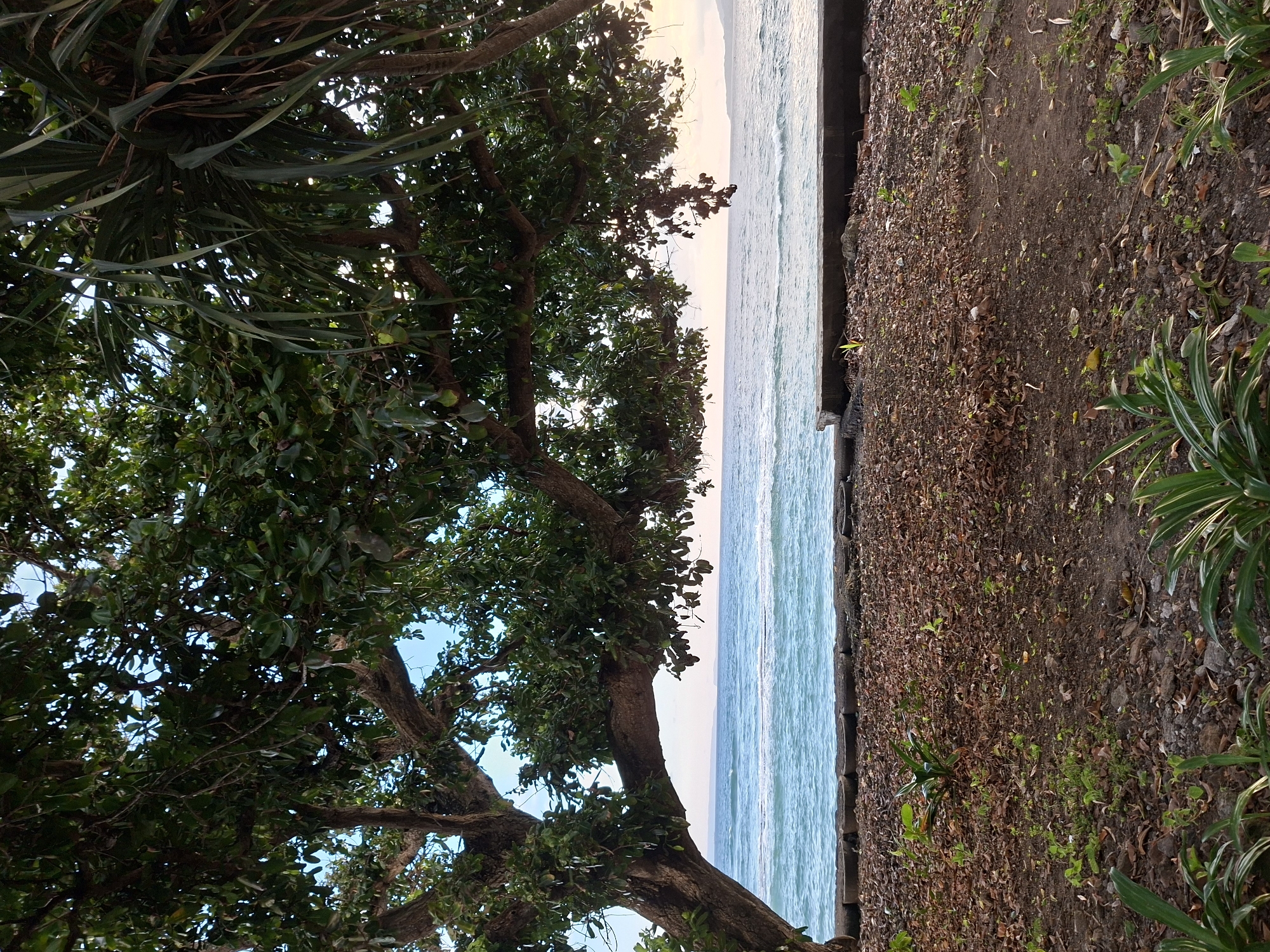 The image shows a coastal scene in Karangasem, Indonesia. The foreground features a tree with dense green foliage on the left. To the right of the tree, the view opens to a coastline with the ocean. A barrier, likely a low wall or embankment, separates the beach from a patch of land covered with a mix of dirt, leaves, and some greenery. In the background, the horizon line meets the sky, which is slightly illuminated. The overall lighting suggests it could be either early morning or late afternoon.