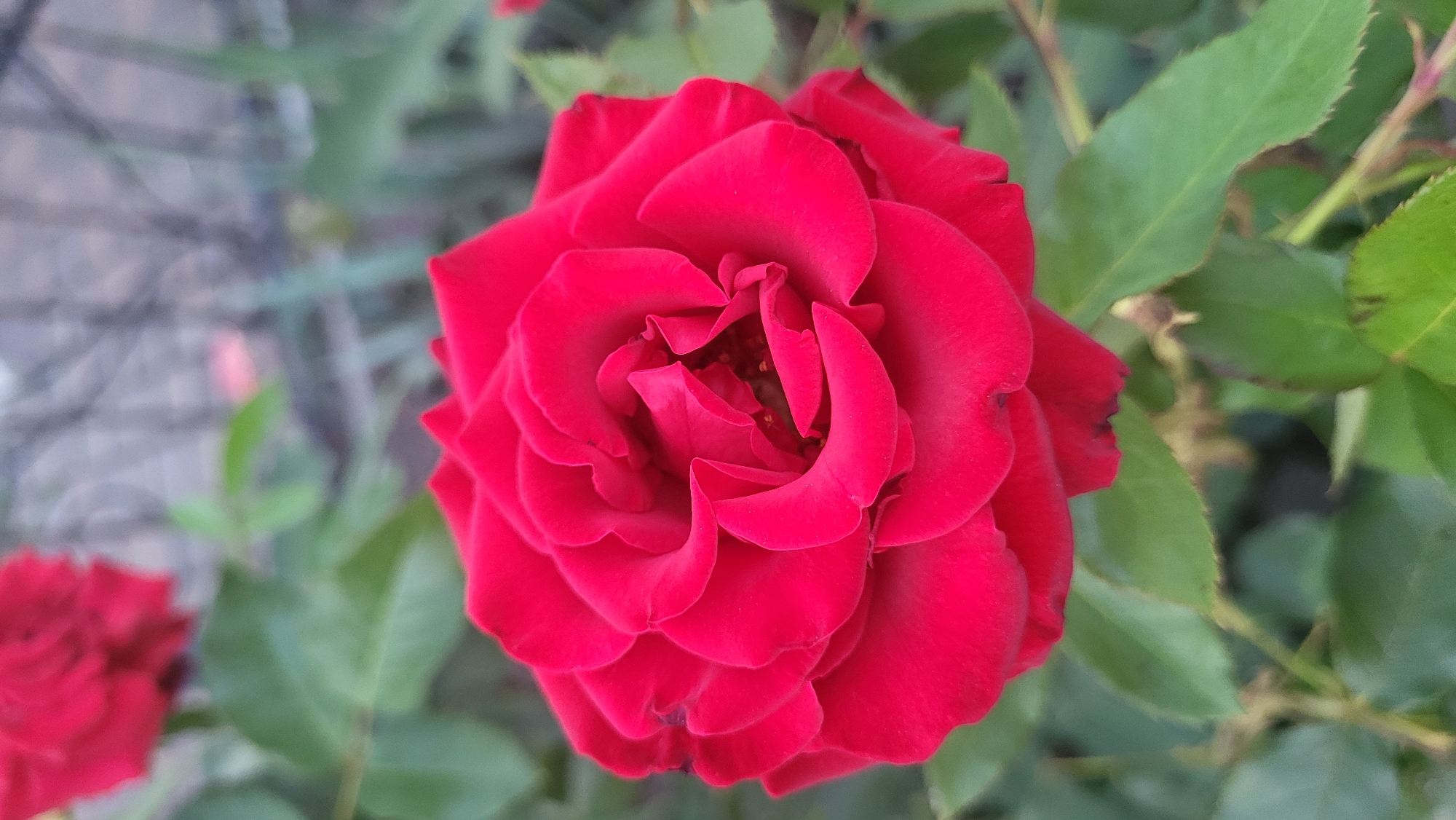 A close-up shot focuses on a vibrant red rose in bloom. The rose's petals are tightly furled, creating a complex, swirling pattern at its center, with the outermost petals gently unfurling. The rose is surrounded by lush green leaves, some of which are slightly blurred due to the shallow depth of field. In the background, out-of-focus elements suggest a garden setting, with hints of a grey, lattice-like fence and other foliage. The lighting appears to be natural daylight. The image does not contain any people or specific actions, focusing solely on the botanical subject. The scene's location in the city of Smila, Ukraine, cannot be determined from the visual information provided.