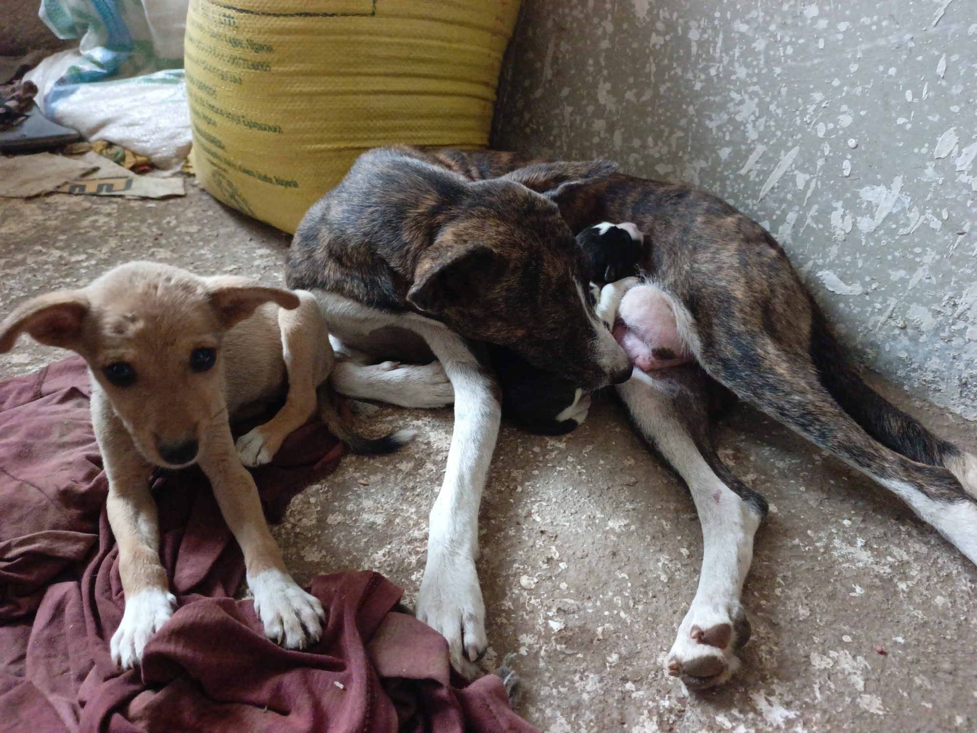 This photograph, taken in Akwanga, Nigeria, depicts a mother dog with her puppies in a basic indoor or sheltered environment. The adult dog, with a brindle coat of dark brown and black stripes and white legs, lies on a concrete floor, diligently nursing her newborn pups. Two tiny newborns are visible: one with black and white fur, and another with pink, hairless skin, actively feeding.
An older puppy, light brown with distinctive white paws, rests on a crumpled maroon fabric to the left, gazing attentively towards the viewer. The background features a textured concrete wall with patches of white paint or plaster, and a large yellow woven sack, likely containing feed or grain. Indistinct, faded text is visible on the yellow sack, including what appears to be product information or origin. A partially visible white bag is behind the yellow one. The overall scene suggests a humble setting, highlighting maternal care and the peaceful co-existence of the canine family during daytime hours.