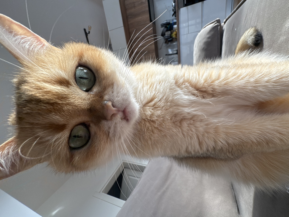 The image depicts a ginger tabby cat, light orange and cream in coloration, seated on a light grey fabric sofa within an indoor residential setting in Bar, Montenegro. The cat faces the viewer directly, possessing large, almond-shaped green eyes with vertical pupils and prominent reflections. A pink nose and small pink mouth are evident, along with long white whiskers. A partially visible light orange tail with a darker tip rests on the sofa behind the cat. The background reveals a modern interior; a white wall and door frame are visible to the left. To the right, a contemporary kitchen area features white lower and dark wooden upper cabinets, with various kitchen items visible on a countertop. A black track light fixture is mounted overhead. Bright natural light illuminates the scene from the left, highlighting the cat and casting shadows towards the right.