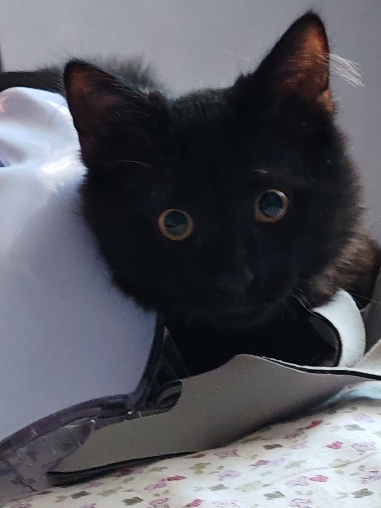A black kitten is peeking out from a white object, possibly a helmet or a container. The kitten has large, round, amber-colored eyes and pointed ears. Its fur appears fluffy. The background is a light gray wall, and the surface beneath the object has a pattern of small pink and purple flowers. The scene is indoors, with soft lighting.