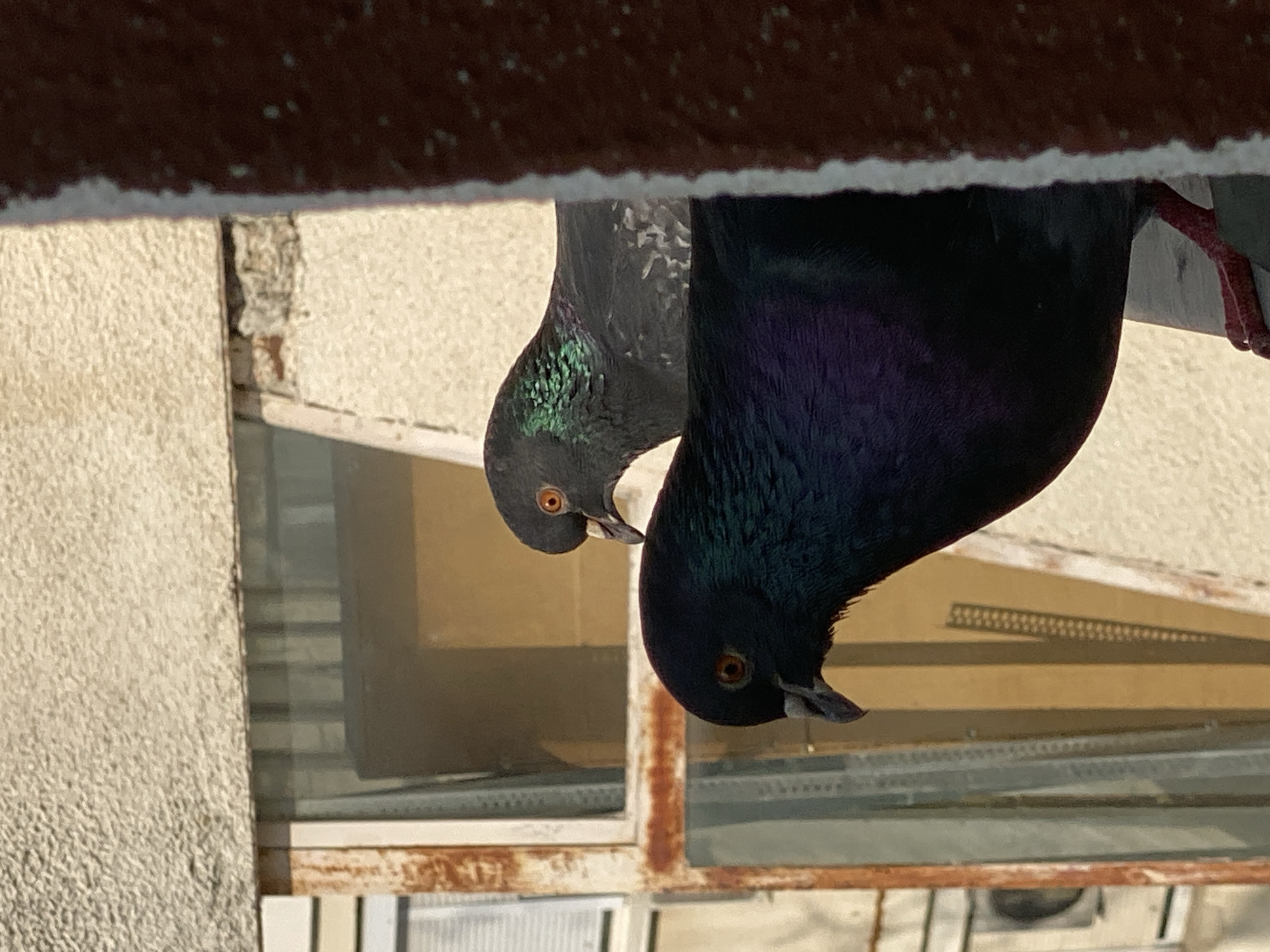 Two pigeons, appearing inverted due to the camera angle, are prominently featured, peeking downwards from what seems to be a structural opening. The pigeon on the left has grey and iridescent green feathers on its neck and head, while the one on the right, slightly closer to the viewer, displays rich, dark blue-purple and green iridescence on its head and neck. Both birds have striking orange eyes and dark beaks.
They are positioned beneath a dark, textured overhang, likely a roof or ledge, which fills the top portion of the frame. Below the birds, a window opening with a rusty, weathered metal frame is visible. Through the window, the interior of a building or another structure is partially seen, including a brown object (possibly a box) and some linear elements that suggest interior details. To the left and right of the window, a textured, light-colored building facade is present, suggesting an urban or semi-urban environment. The lighting is bright and clear, indicating a daytime scene with good visibility. The overall scene captures a momentary glimpse of urban wildlife in Pleven, Bulgaria, as the pigeons observe their surroundings from an unusual vantage point. There is no visible text in the image.
