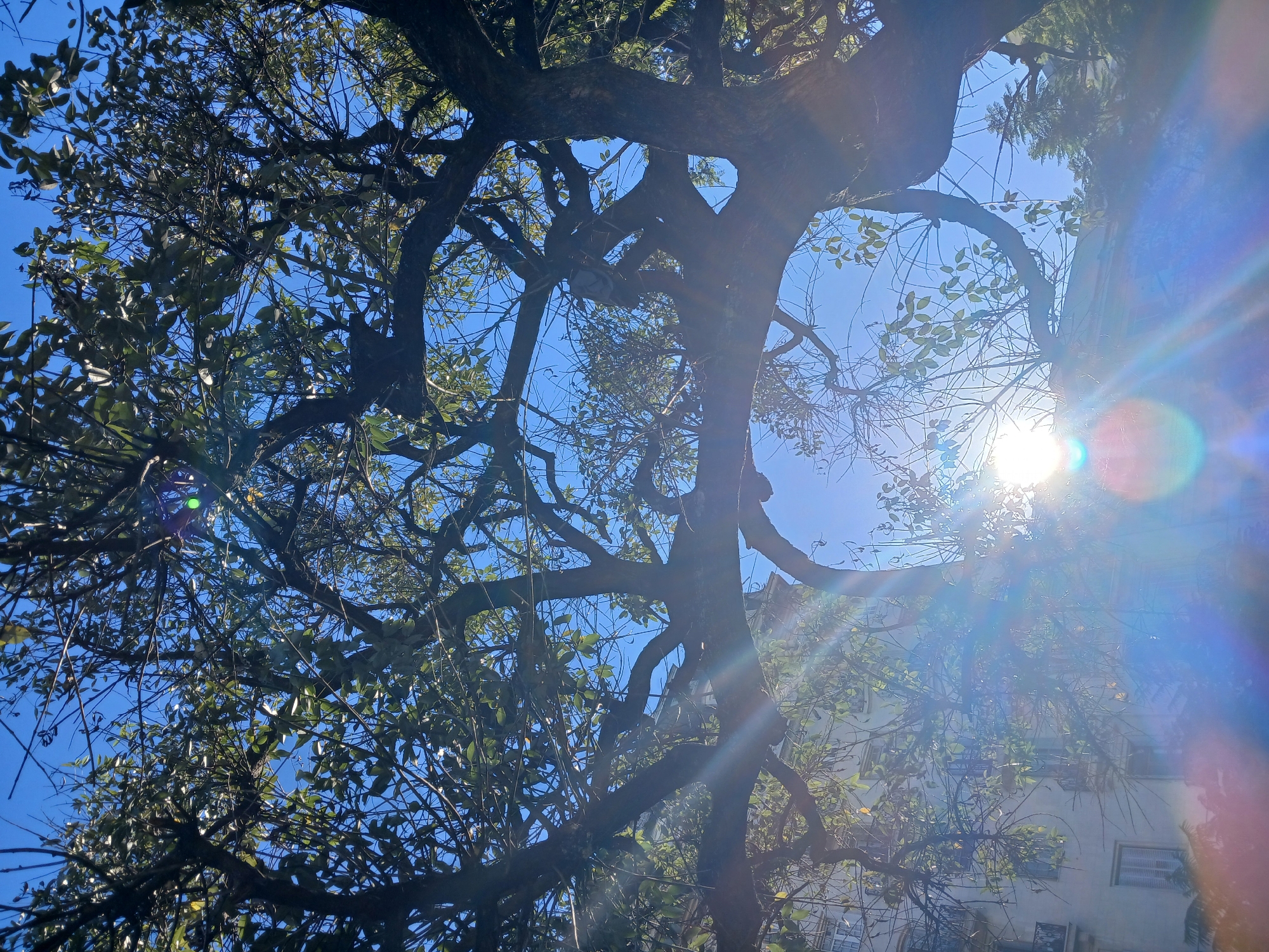 The image depicts a low-angle view of a tree with dense branches and leaves against a bright blue sky. Sunlight is visible through the branches, creating a lens flare effect. In the background, part of a building with windows is visible, suggesting an urban environment. While specific landmarks are not discernible, the presence of the building hints at a residential or commercial area. Location is Buenos Aires, Argentina.
