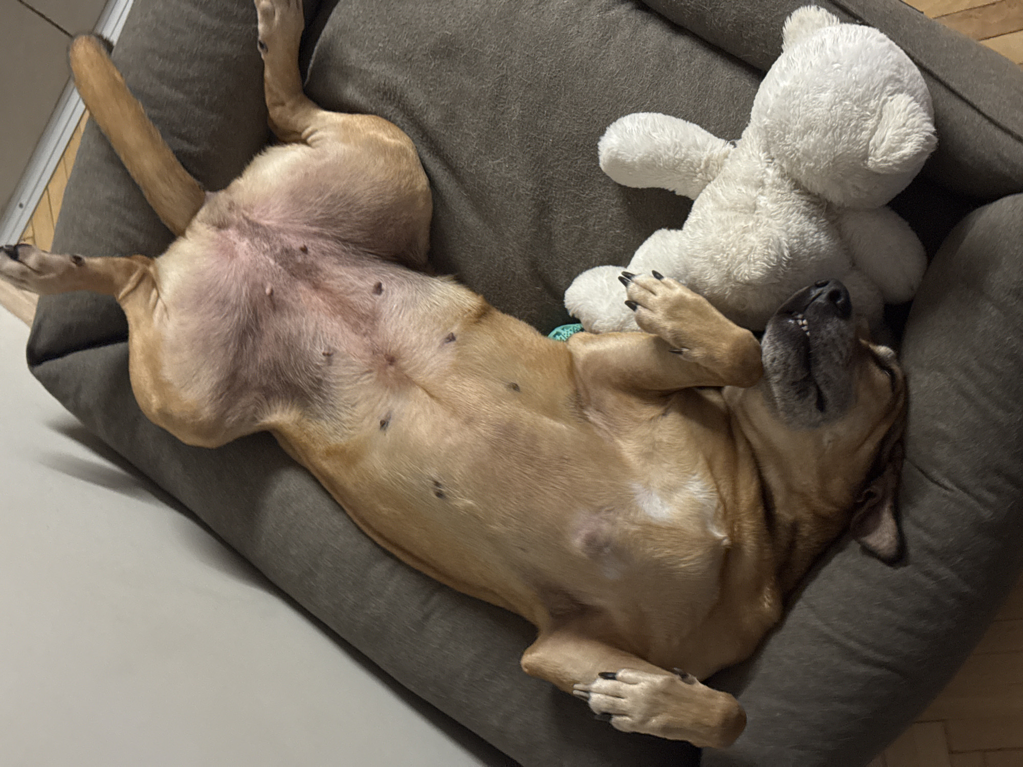 A tan-colored dog is sleeping on its back on a dark gray dog bed, nestled in the corner of a room in Sofia, Bulgaria. The dog is cuddled with a white stuffed bear, with its head resting on the bear's body. The dog's paws are positioned on the bear and its legs are splayed out. The dog's belly is exposed, revealing several dark spots. The background shows a portion of a light gray wall and a wooden floor.