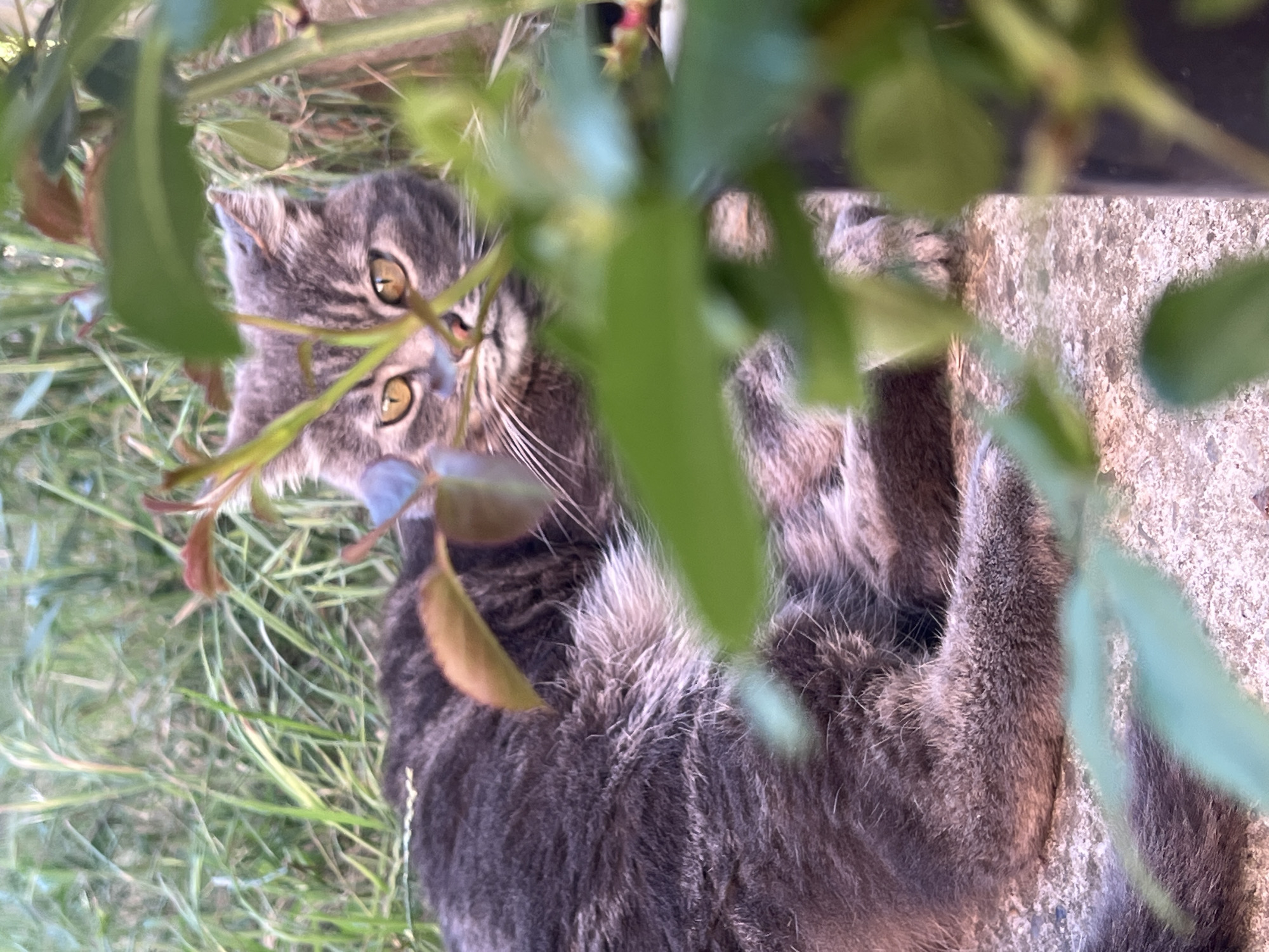 In a garden setting, likely within the city of Smolenskaya, Russia, a gray tabby cat with striking yellow eyes is partially obscured by lush green foliage. The cat is lying down on a rough, textured surface, possibly concrete or stone. Its fur is a mix of darker gray stripes and lighter, fluffier patches. The cat's gaze is directed towards the viewer, creating a sense of engagement. The background is filled with tall, green grass and out-of-focus leaves, suggesting a natural, outdoor environment. The lighting indicates it is daytime, with soft sunlight filtering through the leaves. There are no people or other animals visible in the scene.