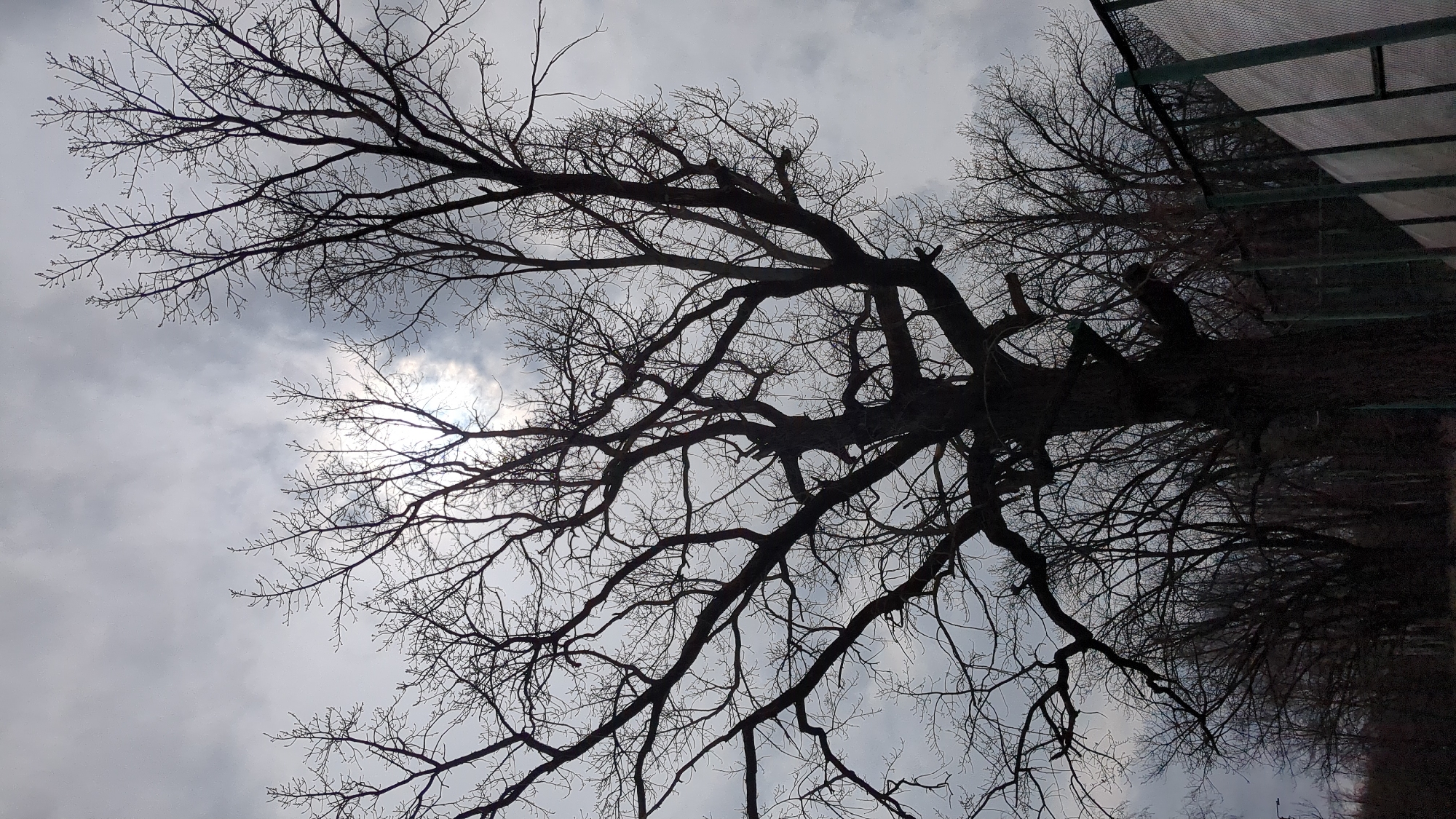 The image shows a bare tree with intricate branching patterns silhouetted against a cloudy sky. The sun is partially obscured by the clouds, creating a bright spot in the center of the frame. A building structure with a grid-like pattern is visible on the right side of the image, suggesting the edge of a building or shelter. The scene has a wintery or late autumn feel due to the lack of foliage on the tree. The image was taken in the city of Ulyanovsk, Russia.