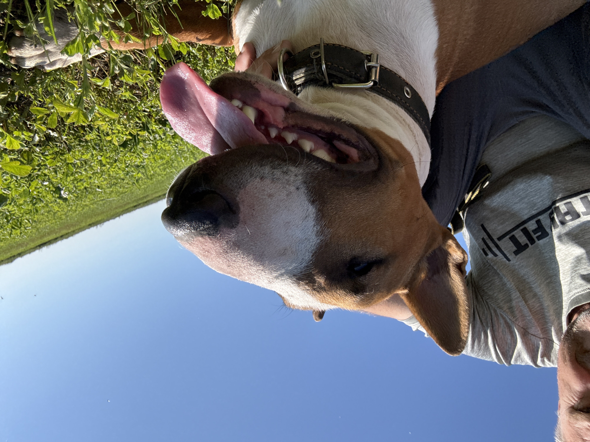 In Ямурза, Russia, on a bright sunny day, a person wearing a grey t-shirt with the "FIT" logo sits outdoors with a bull terrier. The dog, predominantly white with brown markings on its head, is panting with its tongue out and wearing a dark leather collar. The scene is set in a grassy field under a clear blue sky.