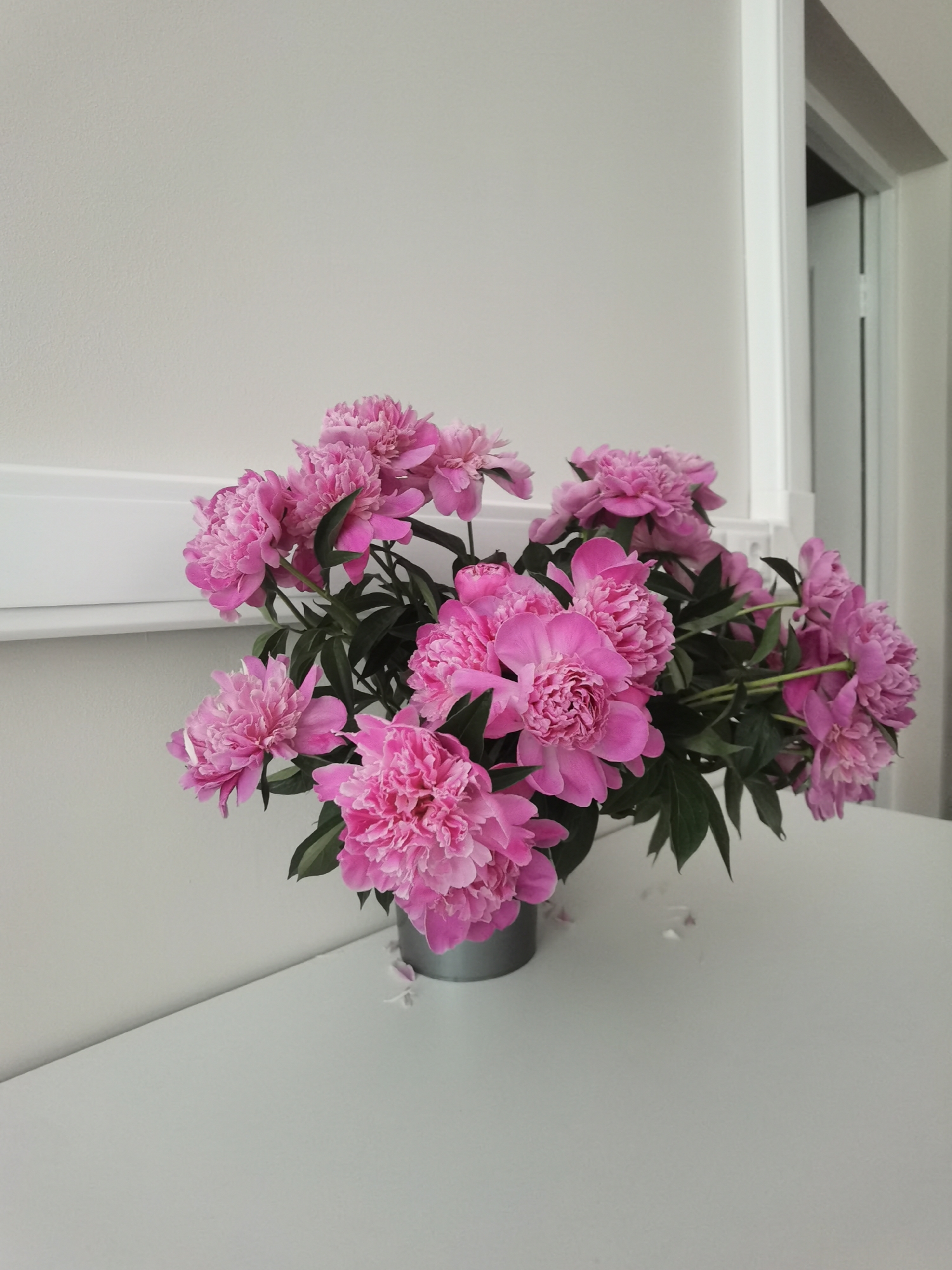 This indoor photograph presents a vibrant bouquet of pink peonies arranged in a simple, cylindrical metal vase on a white table. The bouquet is the central focus, filling a significant portion of the lower and middle right sections of the frame. It features numerous full-bloomed and budding peonies displaying a range of fuchsia and lighter pink hues, complemented by dark green leaves. Several small pink petals have fallen onto the clean white tabletop, scattered around the base of the vase, suggesting the natural progression of the fresh flowers.
The background primarily consists of a plain, light-colored wall, likely white or off-white, providing a clean and minimalist backdrop. A white horizontal trim or rail is visible on the wall in the mid-ground. To the far right, a partial view of a white door frame and a white door with a visible hinge indicates an adjacent doorway. The overall lighting is bright and even, suggesting it is daytime, possibly with natural light illuminating the scene.
The setting is a modern and clean interior, likely a room within a residence or an office in Chaikovsky, Russia. The minimalist decor with neutral tones allows the colorful peonies to stand out. There are no people visible, nor any discernible text in the image. The scene evokes a sense of tranquility and natural beauty.