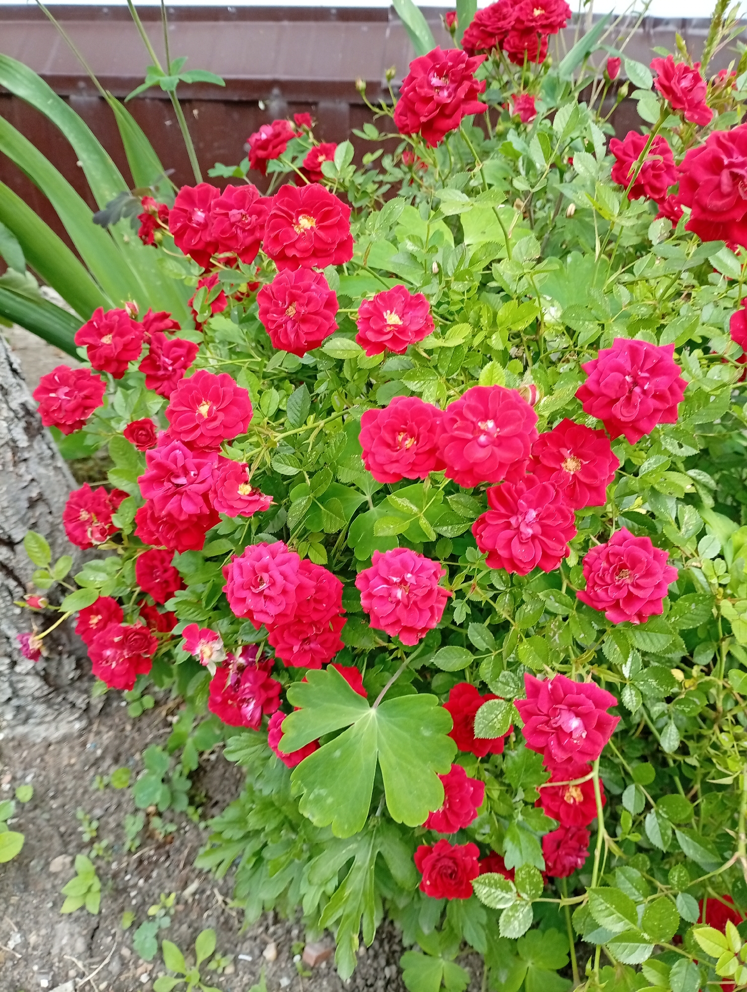 This image captures a vibrant close-up of a dense bush covered in numerous small, deep red roses. The roses are in full bloom, featuring tightly packed petals and small yellow centers. Many of the green leaves of the rose bush, as well as some surrounding foliage, are dotted with small water droplets, suggesting recent rain or dew.
The rose bush dominates the central and right portions of the frame, showcasing a profusion of blossoms against a backdrop of lush green leaves. To the left, a portion of a tree trunk with textured bark is visible, and further left, some long, blade-like green leaves stand vertically. Near the bottom left, large, distinctive three-lobed green leaves, possibly from a columbine plant, are prominent. The ground beneath the bush consists of bare, dark soil with a few small green shoots interspersed.
In the background, a dark brown structure, possibly a wooden fence or corrugated metal siding, provides a muted backdrop to the colorful flowers. The lighting suggests it is daytime, with soft, natural light illuminating the scene. The overall impression is one of a thriving garden full of natural beauty and freshness, likely captured in Gorkaya-Balka, Russia. There is no visible text in the image.