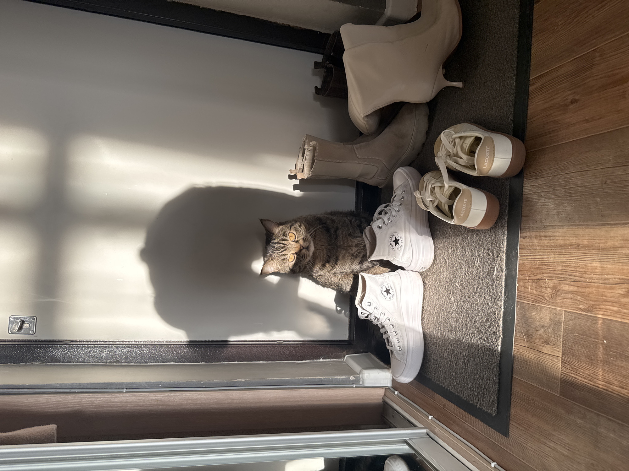 The image shows an interior doorway with various shoes and a cat near the threshold. The shoes include a pair of white high-top Converse sneakers, a pair of cream-colored low-top Lacoste sneakers, a pair of tan ankle boots, and a pair of white heeled boots. The cat is a tabby with golden eyes. The doorway leads from a white door with shadows onto a gray doormat. To the right of the doormat is wooden flooring. The scene appears to be indoors, likely in a home. There is no information in the image to indicate the location is Perm, Russia.