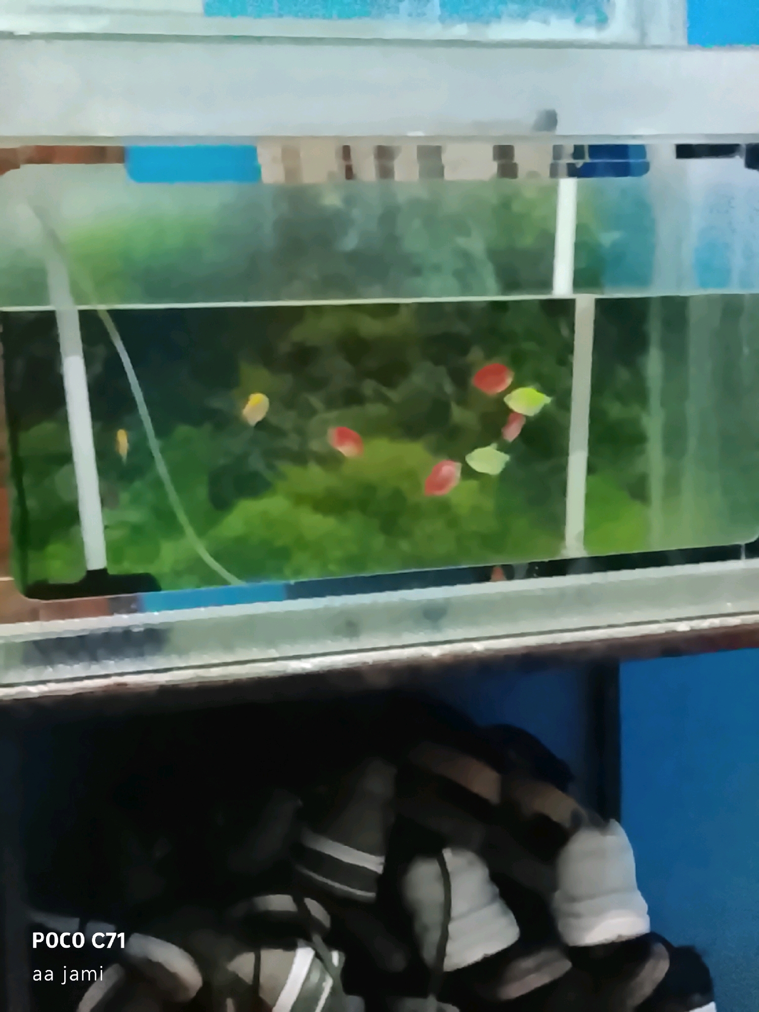 In Tasikmalaya, Indonesia, a close-up shot captures a fish tank filled with several small, colorful fish swimming amidst a green, leafy background. The tank is illuminated, highlighting the vibrant red and yellow hues of the fish. Below the tank, a dark space contains a pile of shoes, some appearing to be athletic footwear. The bottom left corner of the image displays text reading "POCO C71 aa jami".