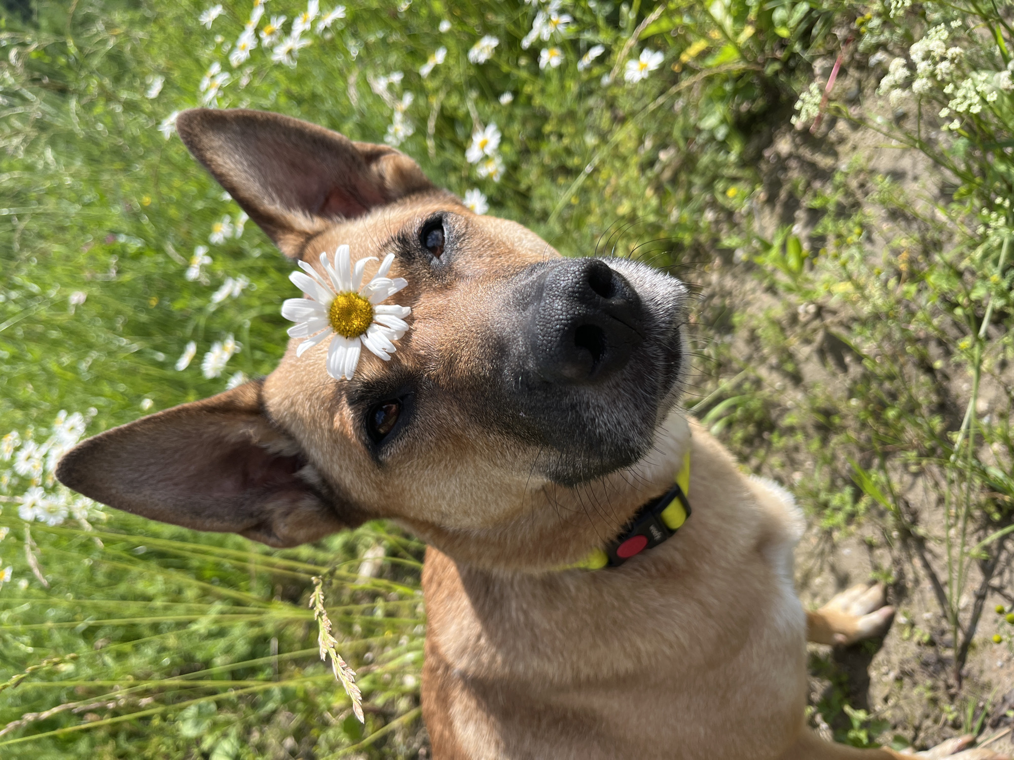 A medium shot photograph features a dog in a field of grass and daisies. The dog, a German Shepherd mix with tan fur, is looking directly at the camera with a white daisy perched on its forehead. The dog wears a bright yellow collar with a red buckle. The background is a blur of green grass and white daisies, suggesting an outdoor, natural setting. There are no people or man-made structures visible in the image. The lighting indicates it is daytime. The image was captured in Nizhny Tagil, Russia.