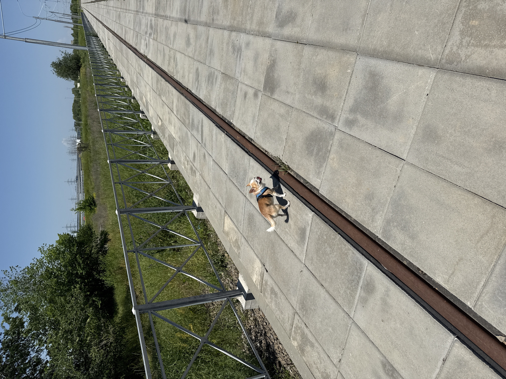 An eye-level, outdoor shot, taken at an oblique angle, depicts a light-skinned dog with a tan body and black and white markings on its head, wearing a blue harness. The dog stands on a wide, tiled walkway composed of large, gray rectangular slabs with a dark, narrow channel running down the middle.
To the left of the walkway, a metal fence lines a grassy area with trees and bushes. In the background, power lines stretch across the horizon under a clear blue sky. The location is Rostov-on-Don, Russia.