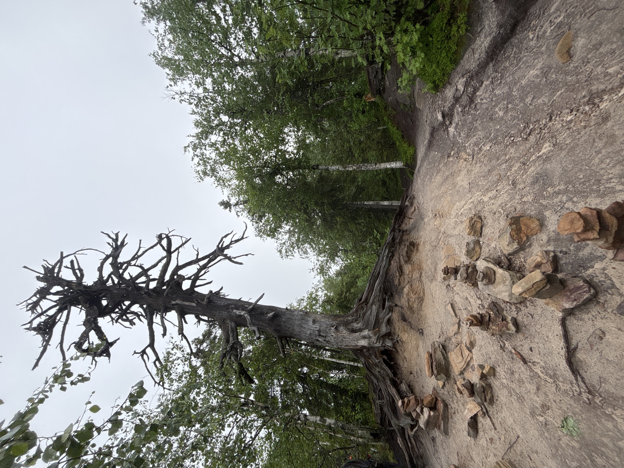 The image depicts a natural outdoor scene, likely in a forest or park area. In the foreground, a weathered, dead tree with gnarled branches dominates the frame, its roots exposed and intertwined with the sandy ground. Scattered around the base of the tree are several small cairns, constructed from stacked stones. A dirt path curves through the scene, leading into a dense forest with a mix of deciduous and coniferous trees. The sky is overcast, suggesting a cloudy day. There are no people visible in the image. The location in the city of Shumikhinskii, Russia is not visually identifiable within the image itself.