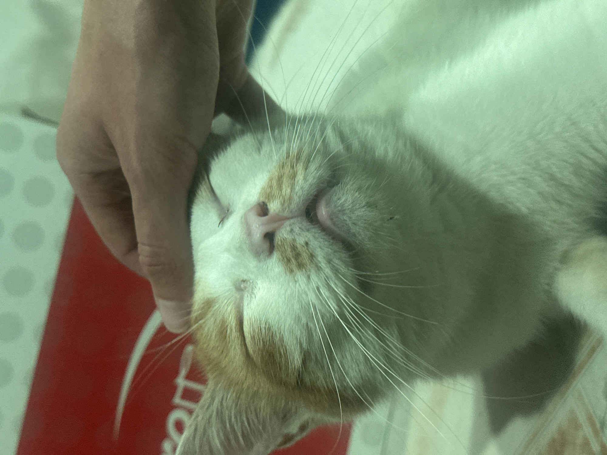 An indoor close-up depicts a relaxed domestic cat being petted by a human hand in Trung Tam Ward, Vietnam. The cat, with white fur and prominent orange-brown patches on its head and muzzle, rests with its eyes closed and mouth slightly open, revealing its lower teeth and pink tongue. A human hand with light skin tone is positioned on the cat's forehead. In the upper left background, a red object, possibly a bag or box, displays a partial white curved line and indistinct dark lettering. Above, a light green surface with a pattern of darker green circular dots is visible, likely a wall or ceiling. The cat is situated on a light-colored, soft surface. The entire scene is bathed in artificial light, lending a distinct greenish tint to the image.