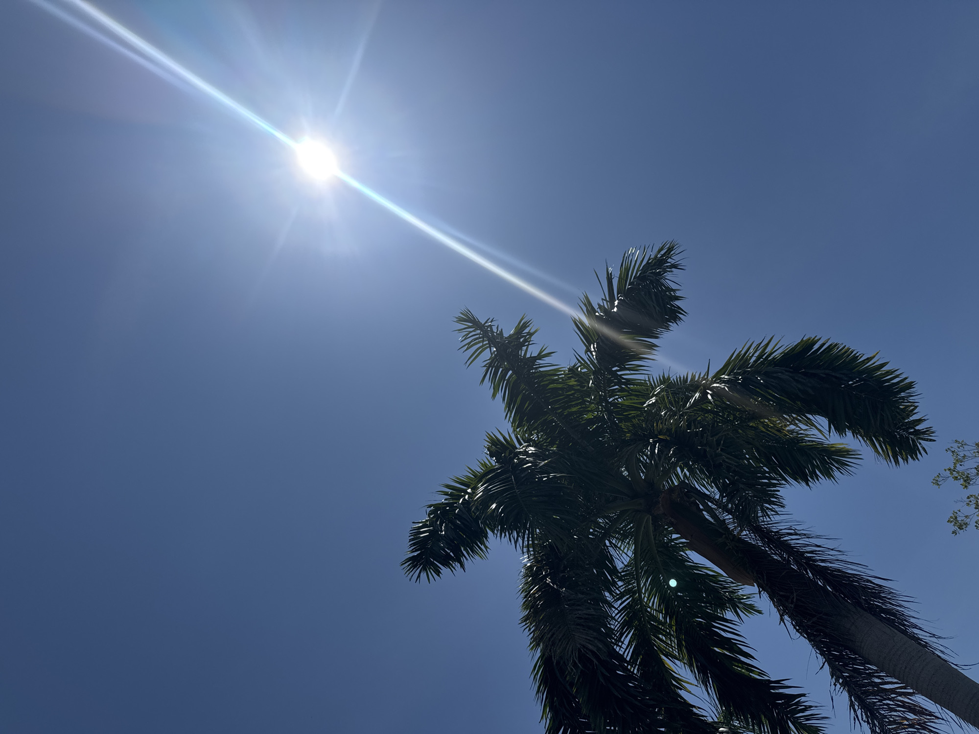The image shows a palm tree against a clear blue sky. The sun is high in the sky, and its rays are creating a lens flare effect. The palm tree is the dominant subject, with its fronds extending into the upper part of the frame. The perspective is from below, looking up at the tree and sky. There are no people or other objects visible in the frame. The scene appears to be outdoors, possibly in a tropical or subtropical climate, given the presence of the palm tree and the clear, sunny sky. The image does not contain any specific details that would indicate its location in the city of Bac Nha Trang Ward, Vietnam.