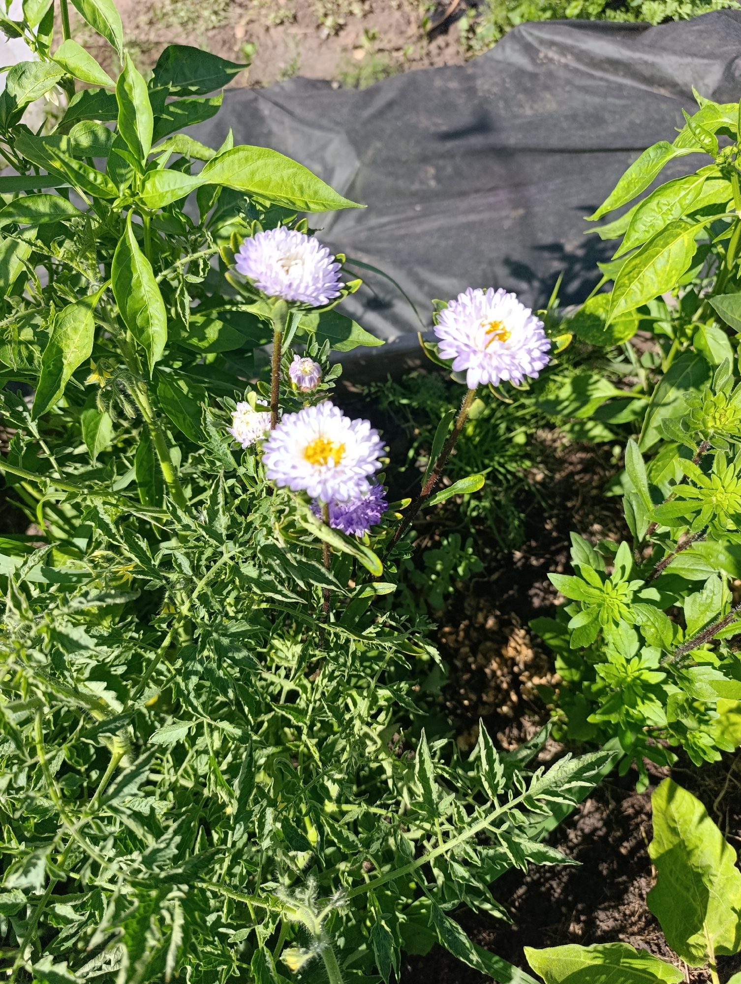 The image shows a close-up view of a garden bed in Ivanov, Russia. The garden bed contains a variety of green plants and three light purple flowers with yellow centers. One flower is in sharp focus in the foreground, while the other two are slightly out of focus behind it. The plants are lush and healthy, with some dark soil visible between them. A black fabric ground cover is partially visible in the background. The lighting suggests it is a sunny day. No people or animals are present in the image.
