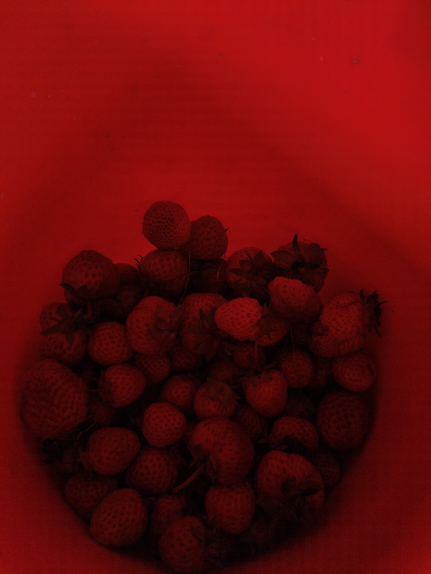 This image is a top-down view of a large pile of strawberries in a red container. The strawberries are mostly whole and appear to be fresh. Some of the strawberries are stacked on top of each other, while others are lying flat in the container. The lighting in the image is dim, and the overall color palette is dominated by shades of red and dark red, suggesting that the image was taken under red lighting conditions or that the red container is casting a strong red hue on the strawberries. The image does not contain any information about the city of Klisura, Bulgaria, or any human subjects.