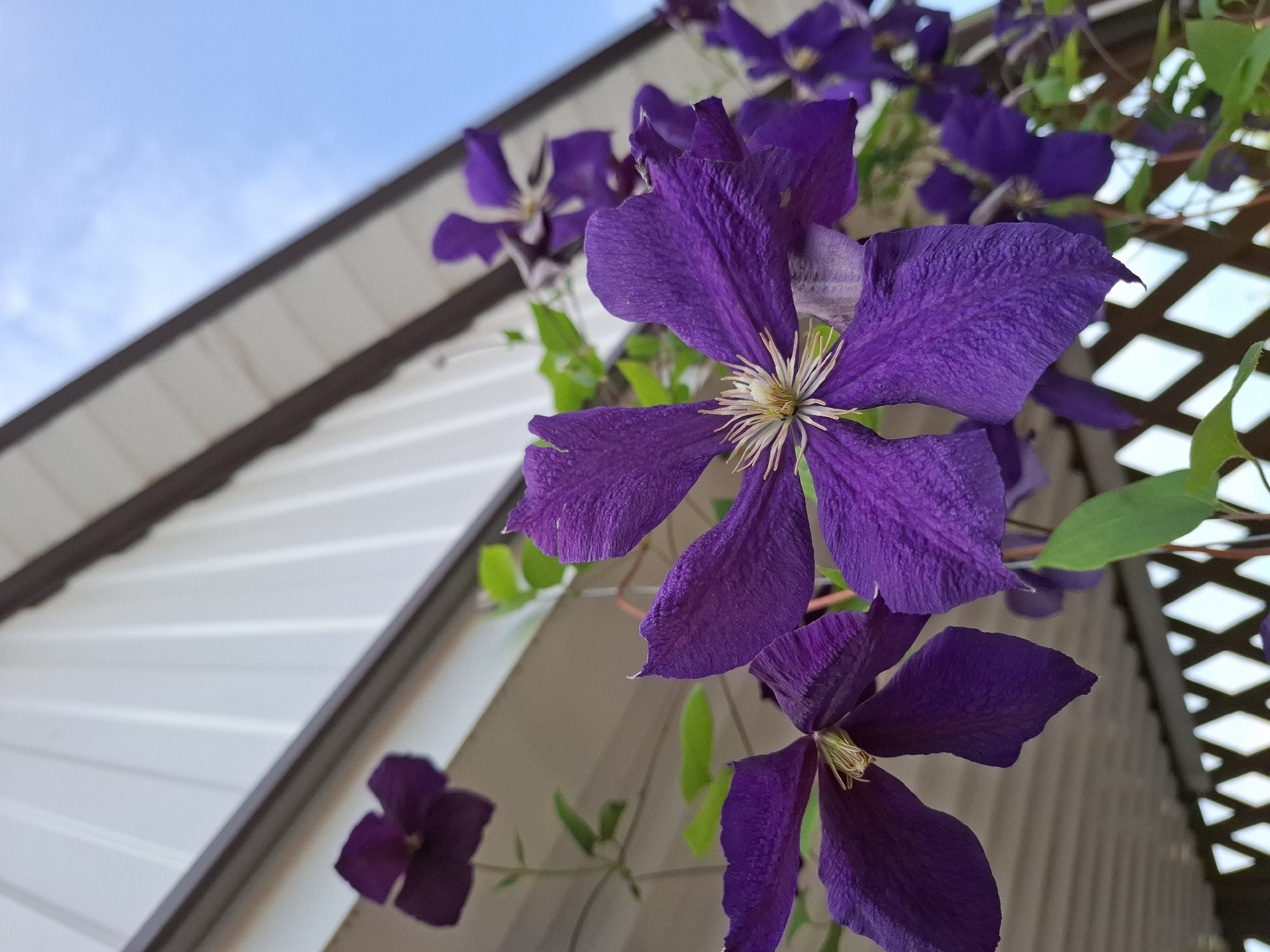 A low-angle, close-up, outdoor shot captures several vibrant purple clematis flowers in bloom. The flowers are the primary subject, with their petals showing detailed texture and a light yellow stamen in the center. The clematis vine is climbing, with green leaves visible. In the background, a white, corrugated building overhang extends diagonally across the upper portion of the frame, with a dark brown edge. Below the flowers, a lattice fence with diamond-shaped openings is visible, through which patches of the bright blue sky can be seen. The location is specified as Korenovsk, Russia. There are no people or animals in the image.