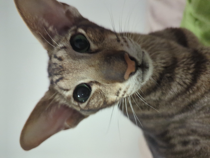 The scene is set indoors, in Moscow, Russia. The image presents a close-up, frontal portrait of a domestic cat, specifically an Oriental Shorthair or a closely related breed, distinguished by its large, erect, pointed ears and elongated, narrow facial features. The cat exhibits a tabby coat pattern, characterized by brownish-grey fur with distinct darker brown stripes visible on its head, face, and forebody. Its eyes are large, round, and feature prominent black pupils with a discernible ring of green iris. The nose is pinkish-brown, and multiple long white whiskers project from its muzzle. The animal is looking directly towards the observer. The background consists of a uniformly light-colored wall, blurred, with a subtle, out-of-focus green object, likely fabric, partially visible in the lower right quadrant of the frame. No other individuals, subjects, or specific interactions are discernable.