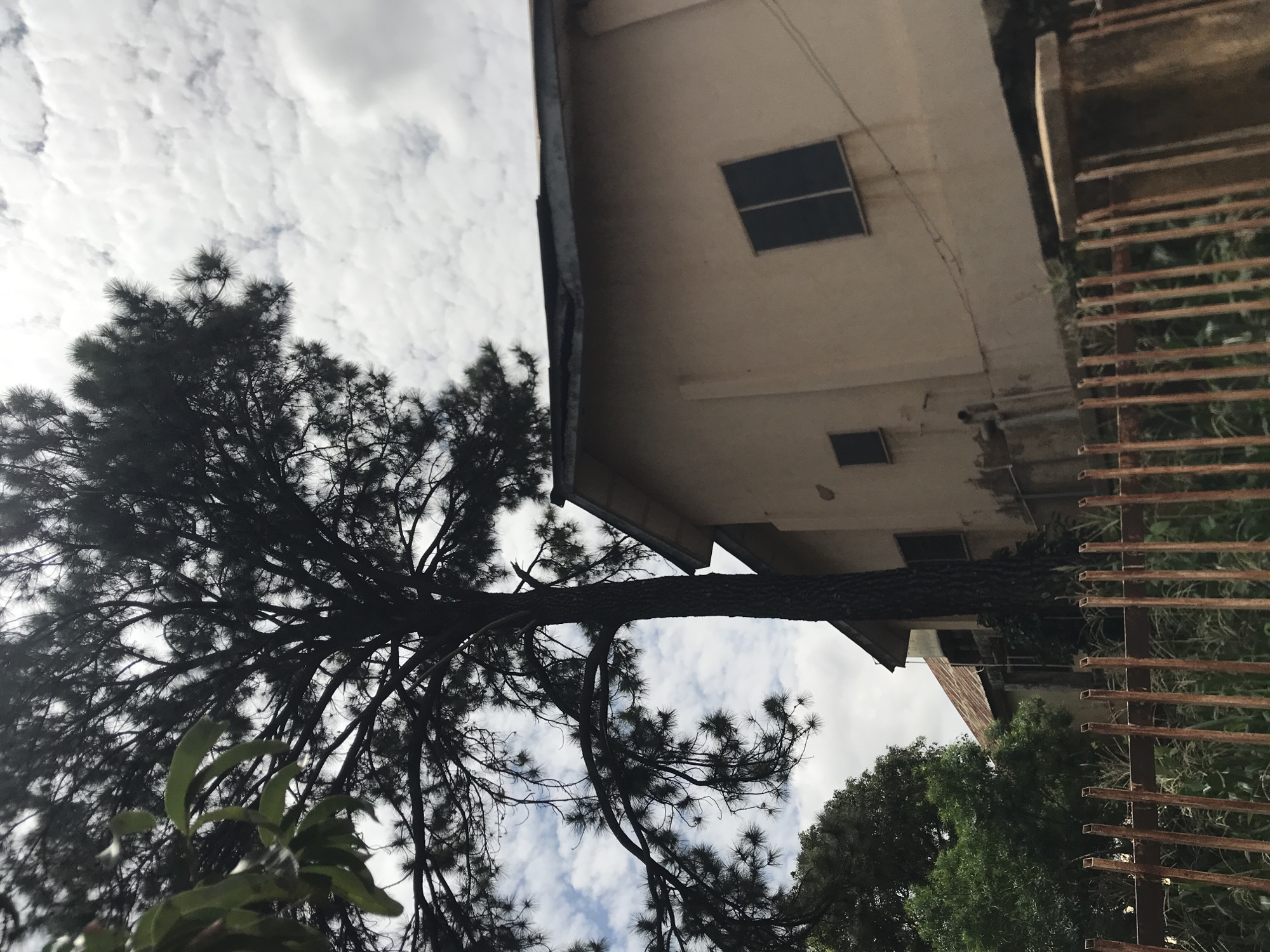 The image depicts an outdoor scene in Rafin Par, Nigeria. A large, dark pine tree occupies the left and central areas of the frame, its dense, needle-like foliage and extensive branches silhouetted against a cloudy sky. To the right of the tree, a light-beige, two-story building features a dark-colored pitched roof and multiple windows with dark panes: one large rectangular window on the upper right and two smaller square windows positioned lower and to the left. Discoloration or staining is visible on the lower portion of the building's facade, and external utility wires are present. Behind the main building, a secondary structure with a rusty, corrugated metal roof is partially discernible. In the foreground, a weathered, rusty metal fence with vertical bars extends across the bottom of the image, supported by a concrete pillar on the right. Various green vegetation and tall grasses grow through and behind the fence. The sky above is predominantly cloudy with scattered white formations. No individuals are visible.
