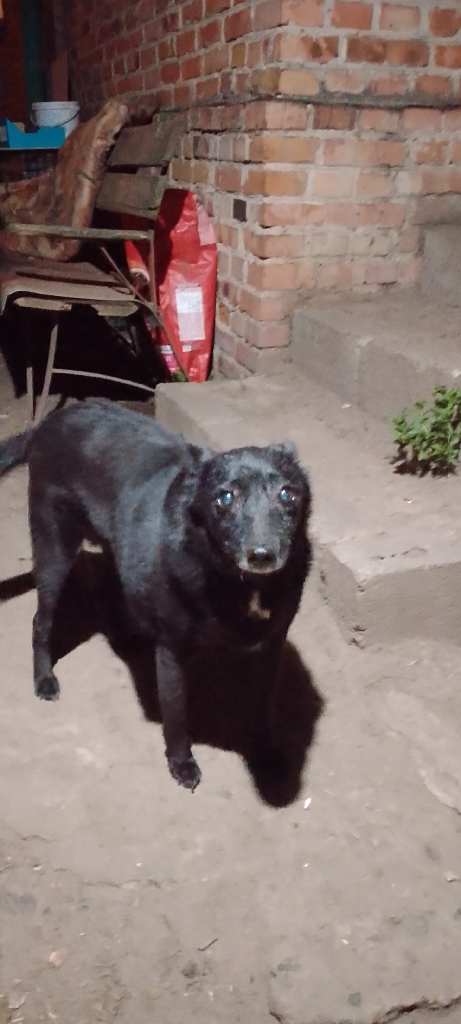 A medium-sized, black dog with short fur stands on a dirt surface in front of a brick wall. The dog is facing the camera with its head tilted slightly. Its eyes are light-colored, and its ears are floppy. A shadow of the dog is cast behind it on the ground. To the left of the dog, there is a red bag, possibly of dog food, leaning against a dark-colored chair. Further left, a white bucket is visible on a blue surface. To the right of the dog, there are concrete steps leading up to the brick wall, with some green foliage at the base of the steps. The lighting suggests it is nighttime or a dark environment.