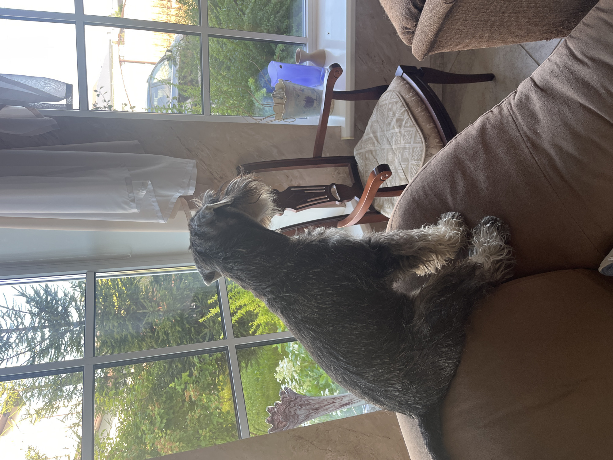A miniature schnauzer is sitting on a brown couch, facing away from the camera, looking out a large window. The window shows a green, leafy garden with trees and bushes. Sunlight is streaming in through the window. Inside the room, a wooden chair with a patterned cushion is visible next to the couch. On the windowsill, there are several decorative objects, including a blue glass vase and a smaller beige vase. The room appears to be a living room, with soft furnishings and a tiled floor. The scene is set in the city of Vladimirovka, Russia.