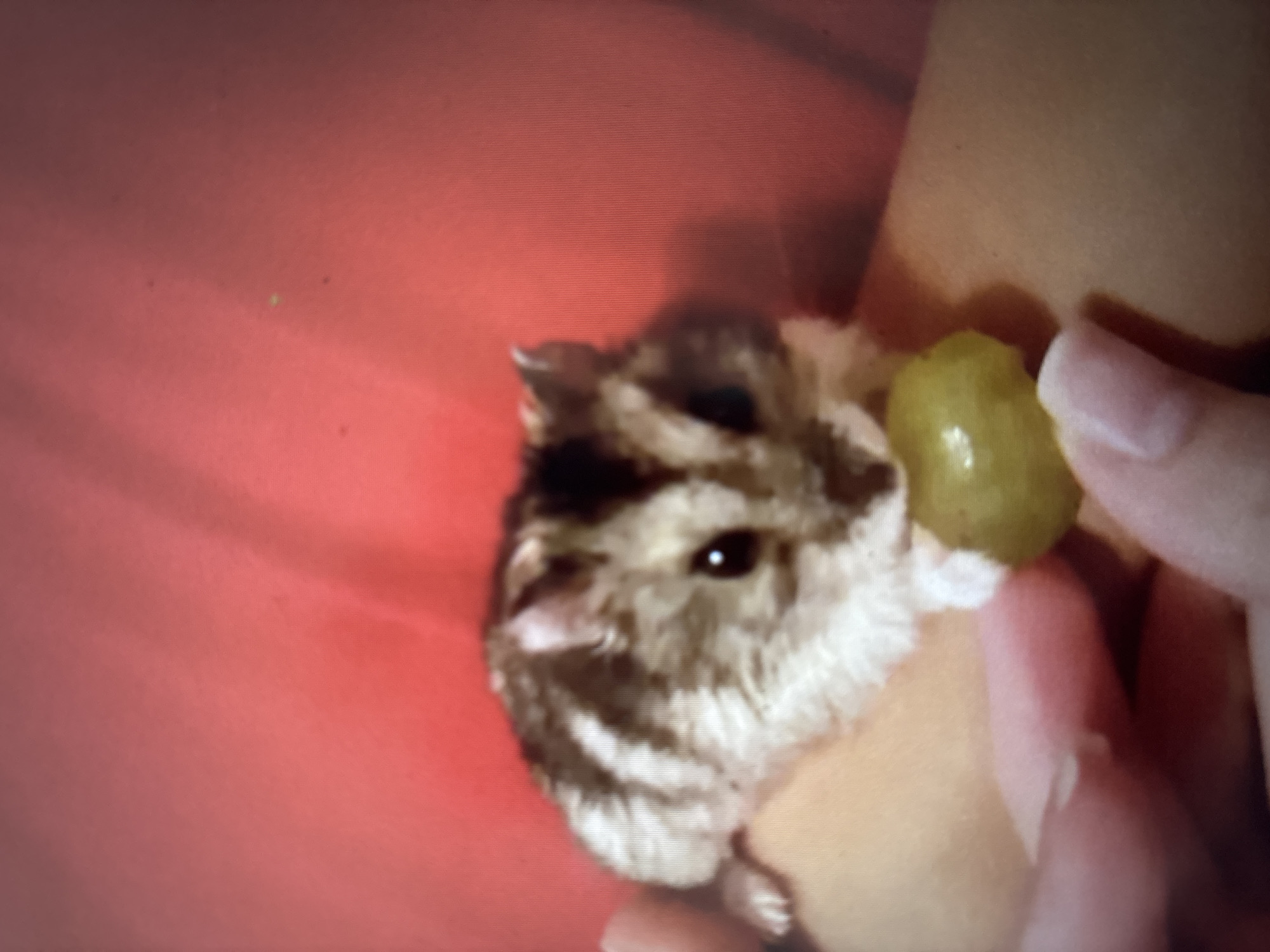 A close-up, blurry photograph shows a dwarf hamster held in a person's hand. The hamster, with brown and white fur, is nibbling on a green grape. The background is a soft, out-of-focus red fabric. The image does not contain information that would allow for determining a specific location within Novosibirsk, Russia.