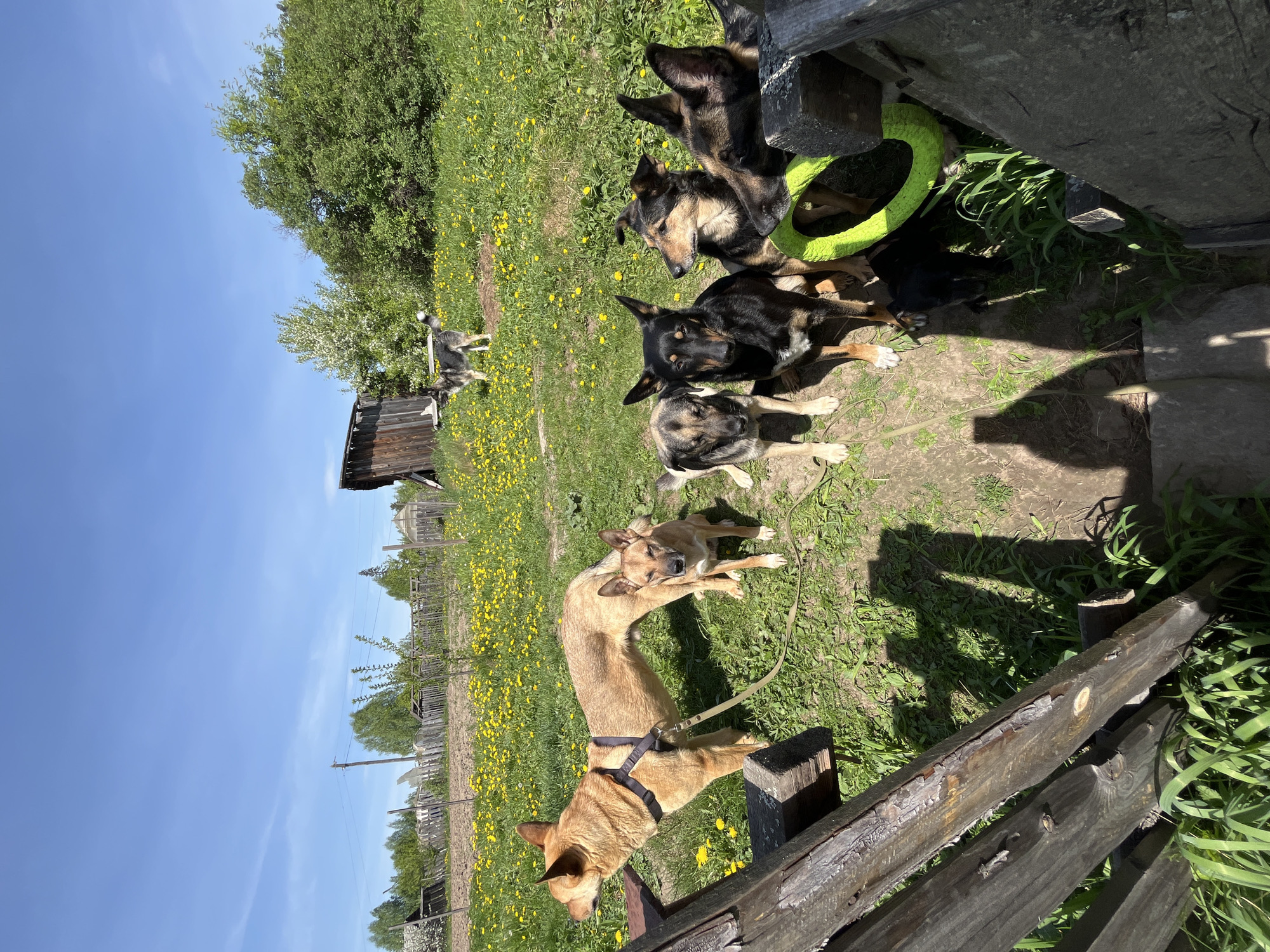 The image shows a rural scene in daylight, possibly in the vicinity of Nizhny Tagil, Russia. A wooden fence is in the foreground, partially obscuring the view of a grassy field filled with yellow wildflowers. Five dogs are visible. Four of the dogs are clustered near a wooden structure with a green ring, appearing to be resting or observing. A fifth dog, wearing a harness and leash, stands on a section of the fence. In the background, there is a wooden building or structure, along with trees and a clear blue sky. The environment suggests a countryside setting.