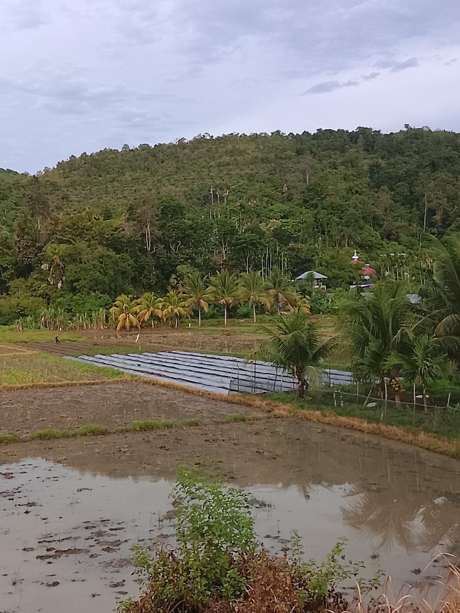 The image depicts a rural landscape, likely in the city of Seunong, Indonesia, characterized by agricultural fields and lush vegetation. In the foreground, there are two flooded rice paddies, reflecting the overcast sky and surrounding greenery. One paddy is partially submerged and appears to have some scattered vegetation or remnants of harvested crops. The second paddy, further back, is also filled with water, showing a reflection of palm trees and possibly some other plants.
Separating the paddies is a raised area of cultivated land, covered with black plastic sheeting, indicating a farming or planting area. A single figure, appearing to be a person, is walking on this cultivated area, facing away from the camera and towards the left side of the image.
Beyond the fields, a dense forest covers a gently sloping hill. Within the treeline, several structures are partially visible. One appears to be a small building with a red roof and a white dome or spire, possibly a mosque. Another structure, a gazebo or open-sided building, is also visible. Several palm trees are scattered throughout the scene, particularly around the middle ground and near the edge of the forest.
The sky is cloudy, suggesting an overcast day, and the overall lighting is subdued. The environment is predominantly green from the vegetation, with earthy tones from the rice paddies and structures. The scene conveys a sense of agricultural activity and the natural beauty of a tropical rural setting.