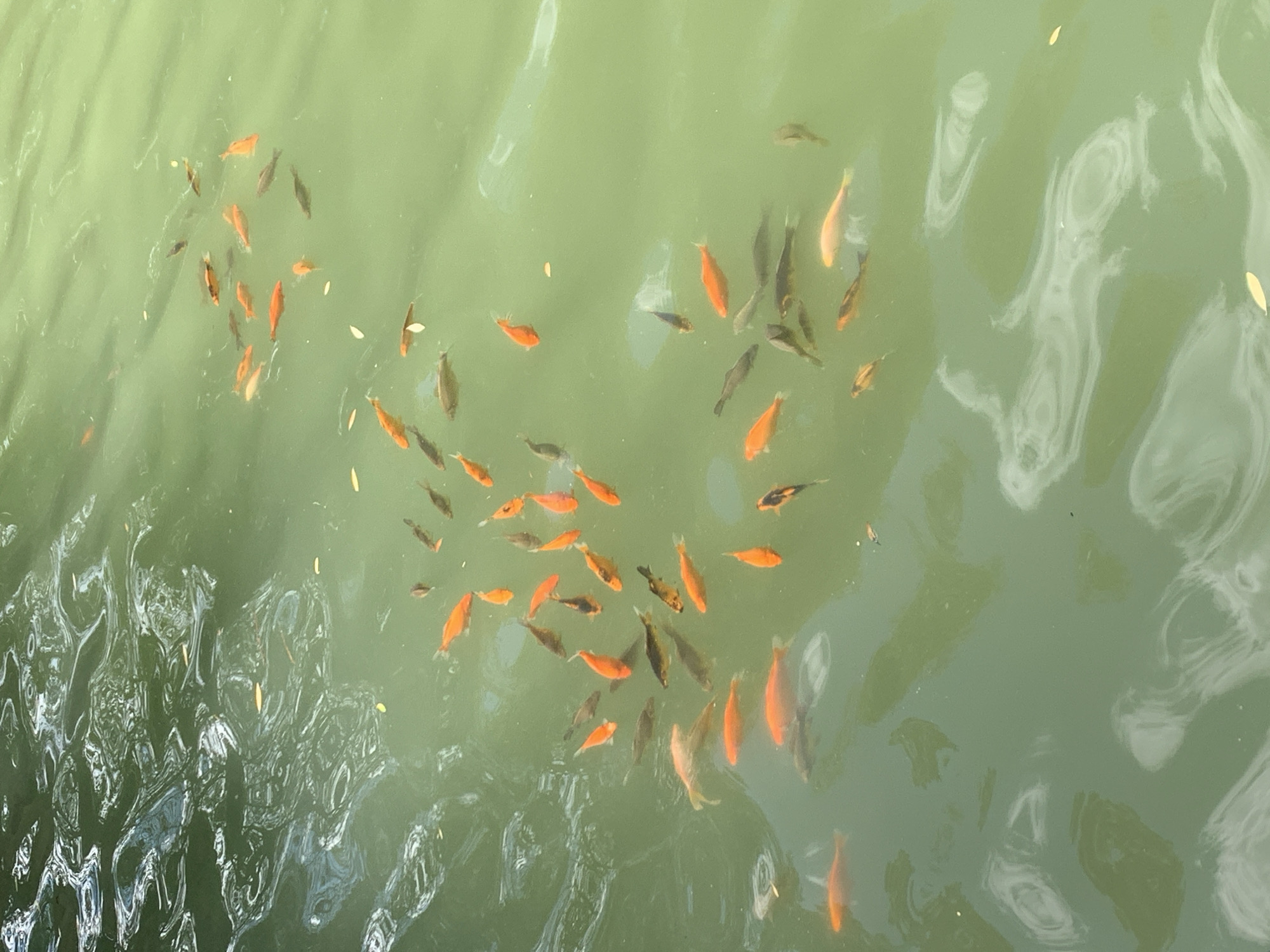 The image depicts a school of goldfish swimming in a body of green water. The water is rippled, with reflections of light and shadows visible on the surface. Several orange and dark-colored fish are clearly visible, with some appearing to be in motion. The environment suggests an outdoor setting, possibly a pond or lake. There is no indication of the city of Lviv, Ukraine.