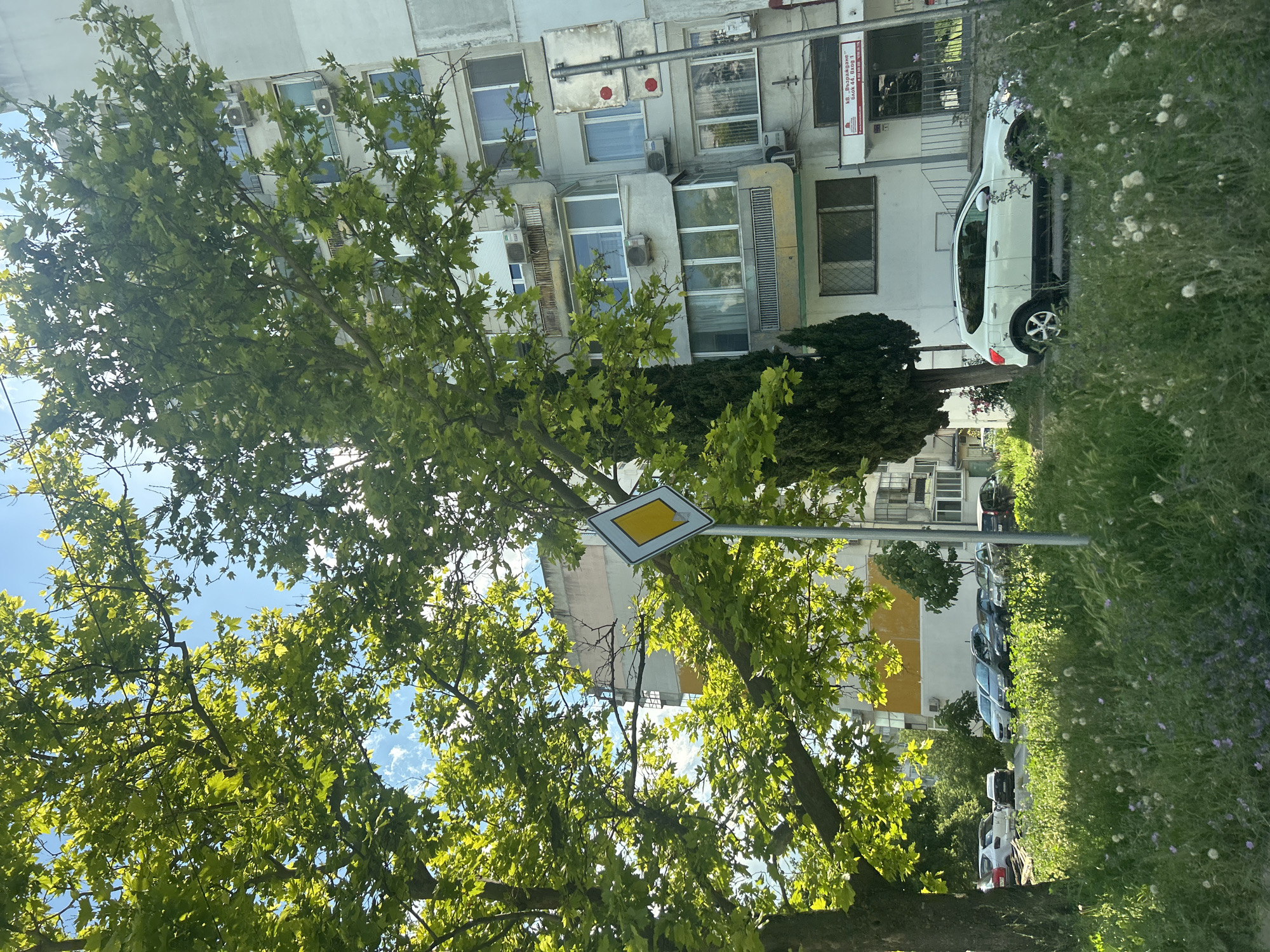 The image depicts a residential street scene in Varna, Bulgaria, on a bright, sunny day. The foreground is dominated by lush green grass and wildflowers, with a white SUV parked partially obscured by the foliage. Behind the grass, a row of cars is parked along the side of a tall, multi-story apartment building. The building's facade is a light gray concrete, with numerous balconies and windows, some equipped with air conditioning units. The building's ground floor appears to house a commercial establishment with a sign in Bulgarian. A prominent diamond-shaped road sign with a yellow center is visible on a metal pole, indicating a priority road. Large, leafy trees with vibrant green foliage frame the scene, casting dappled shadows and suggesting a warm season. The sky is a clear blue with a few wispy clouds. The overall impression is one of a typical urban environment in Varna, with a blend of residential architecture, vehicles, and abundant greenery.