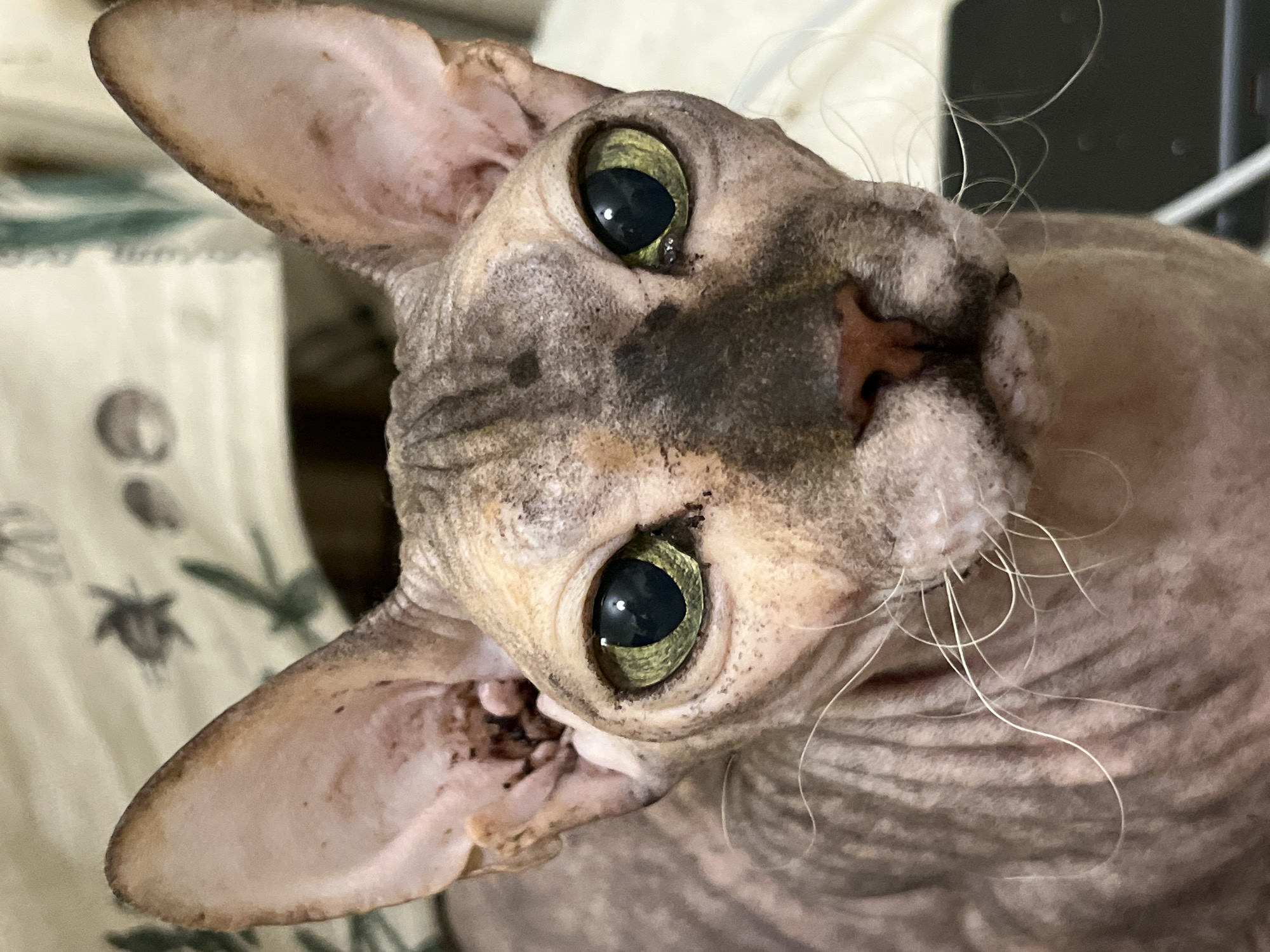 A close-up shot shows the face of a Sphynx cat. The cat has large, pointed ears with some dark markings and dirt visible inside. Its eyes are large and greenish-yellow with dark pupils. The skin is wrinkled and has a greyish-brown tabby pattern. The cat's whiskers are long and white. The background appears to be a light-colored fabric with a pattern of dark green shapes. The image does not provide any information about the city of Korolyov, Russia.