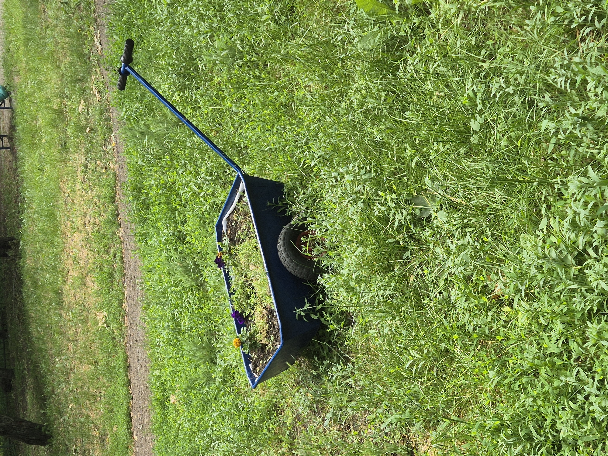 In Sozonivka, Ukraine, a blue wheelbarrow filled with soil and a few small plants sits on a grassy lawn. The wheelbarrow has a single black tire and a blue metal handle. The plants in the wheelbarrow include at least one yellow flower and two purple flowers. The surrounding environment is overgrown with green grass and a dirt path can be seen in the background. Trees are visible in the distance, casting shadows on the ground.