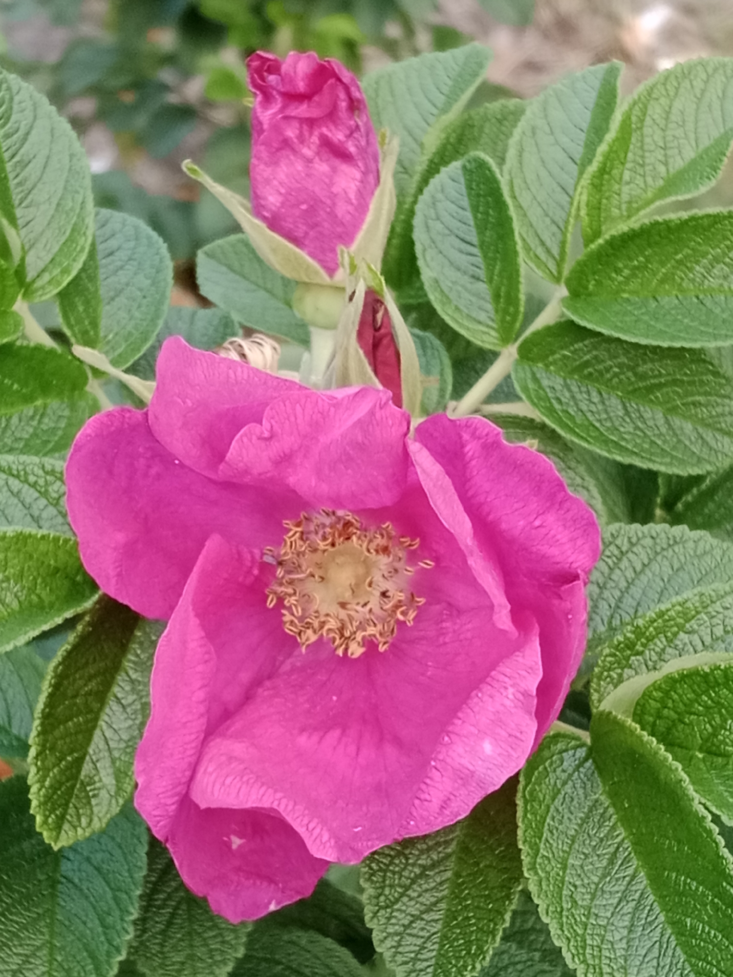 A close-up, eye-level shot captures a vibrant fuchsia-colored rose in full bloom, positioned prominently in the lower center of the frame. The rose's petals are delicate and slightly ruffled, revealing a textured, golden-brown stamen in its center. Above and slightly to the left of the open bloom, a rosebud of the same fuchsia hue is tightly closed, hinting at future blossoms. The rose is surrounded by lush, dark green foliage. The leaves are ovate with serrated edges and exhibit a slightly textured surface. The background is softly blurred, suggesting an outdoor environment with hints of lighter-colored foliage or possibly a building. No people are present in the image. The lighting appears to be natural daylight, casting subtle shadows and highlighting the textures of the petals and leaves. The overall impression is one of natural beauty and growth within a garden or park setting. This image is consistent with urban flora found in Bydgoszcz, Poland, where such rose bushes are common in parks and residential gardens, contributing to the city's green spaces.
