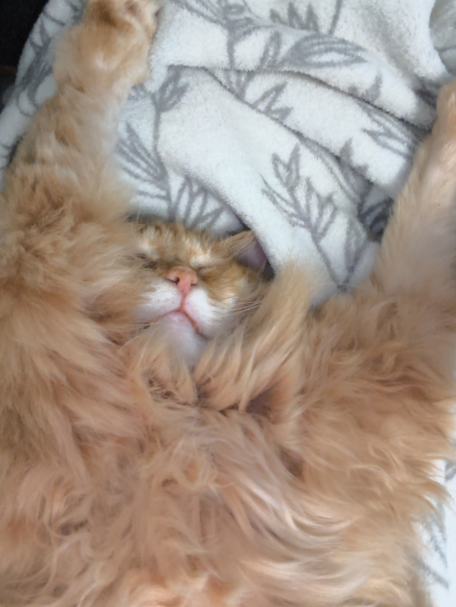 A close-up, high-angle shot captures a fluffy, ginger cat sleeping on its back. The cat's eyes are closed, its pink nose is visible, and its mouth is slightly open. Its front paws are raised above its head, and its body is largely covered by its long fur. The cat is resting on a soft, white blanket with a subtle gray pattern of leaves. The scene is indoors, and there is no visible indication of its location within Kaluga, Russia.