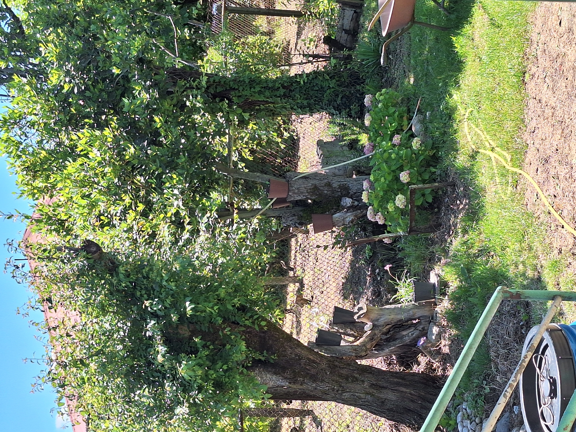 The image depicts a sunlit backyard scene in Zeda Sazano, Georgia. Two large trees with dense green foliage dominate the center and left of the frame. The tree on the left has a thick, gnarled trunk. In front of the trees, a rustic garden area is visible with several potted plants, including hydrangeas with pink and white blooms. There are also several planters and decorative wooden stumps. A wire fence runs along the background, behind which other trees and vegetation are sparsely visible. A portion of a terracotta-colored wheelbarrow is situated on the right side of the image. The ground is covered in grass and dry soil, with a yellow hose snaking across the lawn. In the foreground, the top of a large black barrel and a green metal railing are visible, suggesting the presence of a structure or pathway. The sky above is clear and blue. There are no people visible in the image.