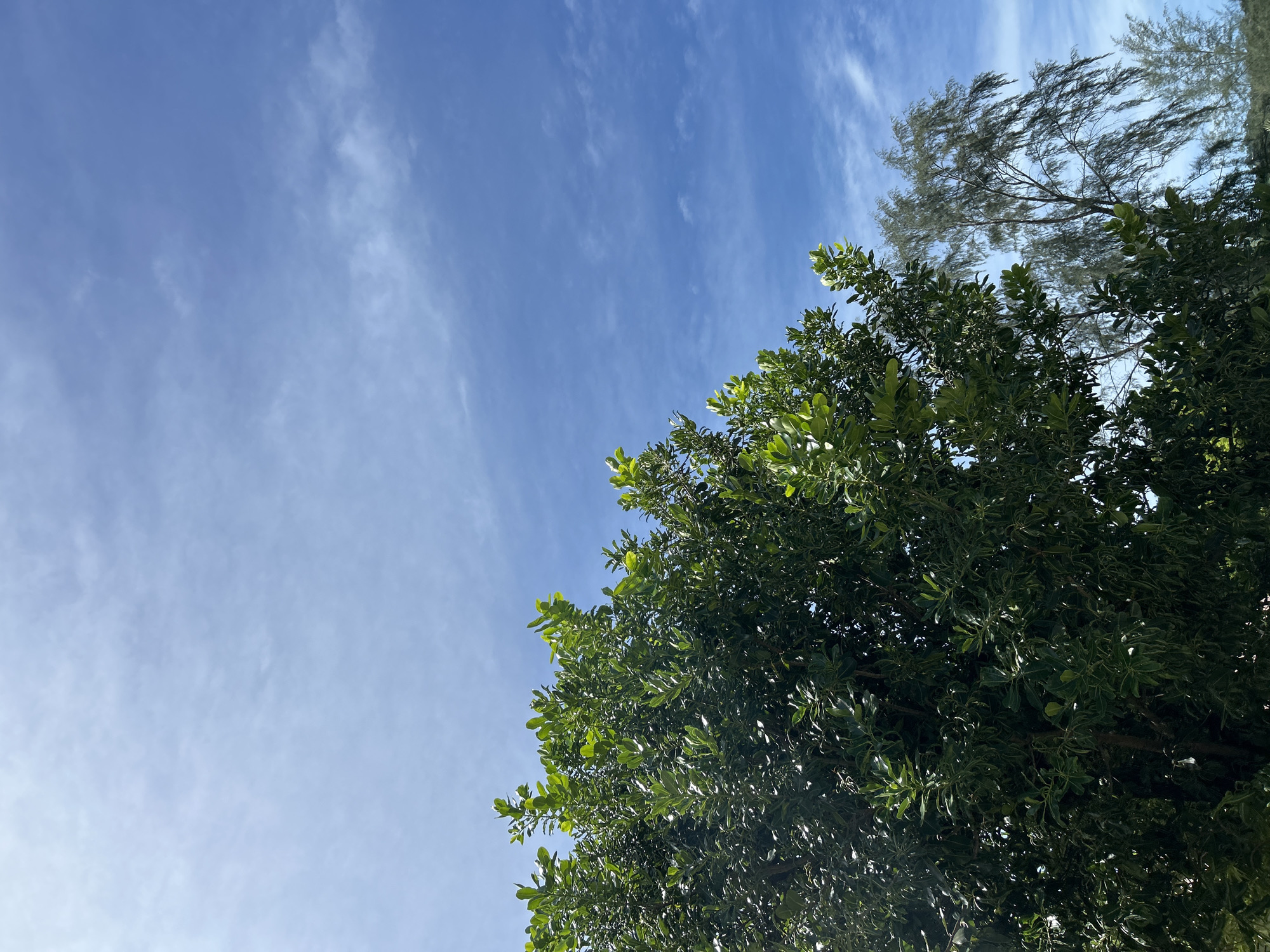 The image displays a clear blue sky with sparse, wispy white clouds dominating the upper two-thirds of the frame, transitioning from a lighter blue in the upper left to a deeper blue towards the right. The lower third features the dense canopy of a large, verdant tree with numerous broad, dark green leaves. Sunlight illuminates the upper and outer leaves, creating highlights, particularly in the upper-left portion of the foliage. To the right of this prominent tree, a second, taller tree with lighter, feathery, drooping grey-green foliage is partially visible against the sky. The scene is brightly lit by daylight. No people, animals, or discernible man-made structures are present. This tropical botanical scene is observed in Ao Nang, Thailand.