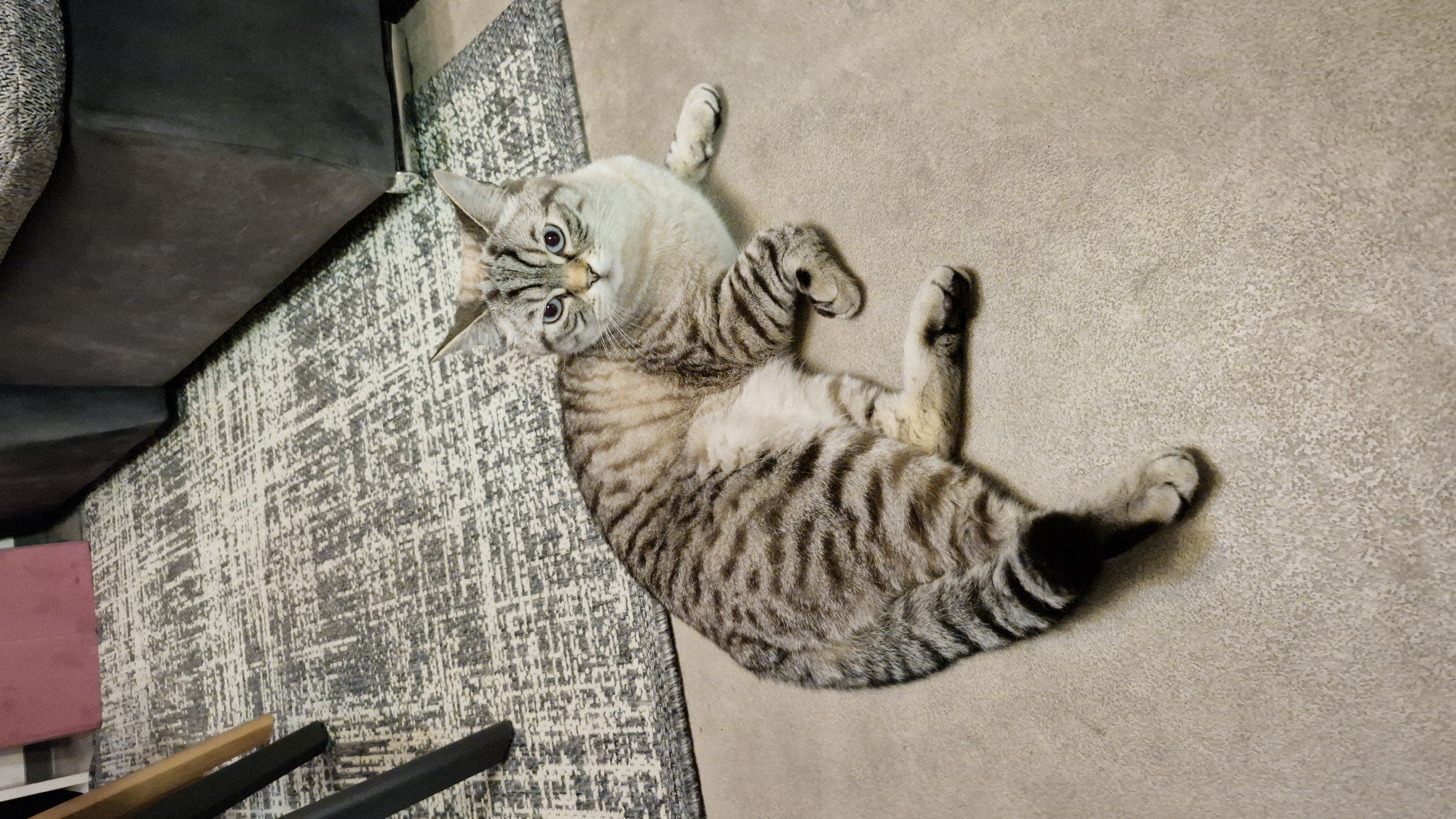 A tabby cat with blue eyes is lying on a floor. The cat is light brown with dark brown stripes. Its fur is short and dense. Its tail is black and white striped. The cat is lying on its side, with its front legs extended and its back legs tucked under its body. The floor is a light brown color and appears to be made of laminate. In the background, there is a rug and a sofa. The rug is gray and white with a patterned design. The sofa is dark gray and appears to be made of fabric. The scene is indoors and appears to be a living room or lounge area. The lighting is dim, suggesting it is nighttime or the blinds are drawn. There is no indication of the location being in Baden-Baden, Germany.